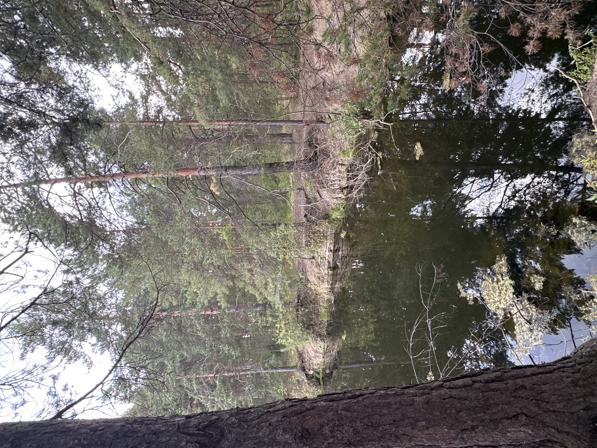 The image shows a dark, reflective body of water, likely a pond or lake, surrounded by a dense forest of pine trees. The water's surface is partially covered with green algae and floating debris. The trees are tall and slender, with green needles and rough, brown bark. The ground surrounding the water is covered with pine needles and dry leaves. The sky is overcast and a pale gray. The scene is tranquil and natural, suggesting a wilderness setting. There are no people or man-made structures visible in the image.