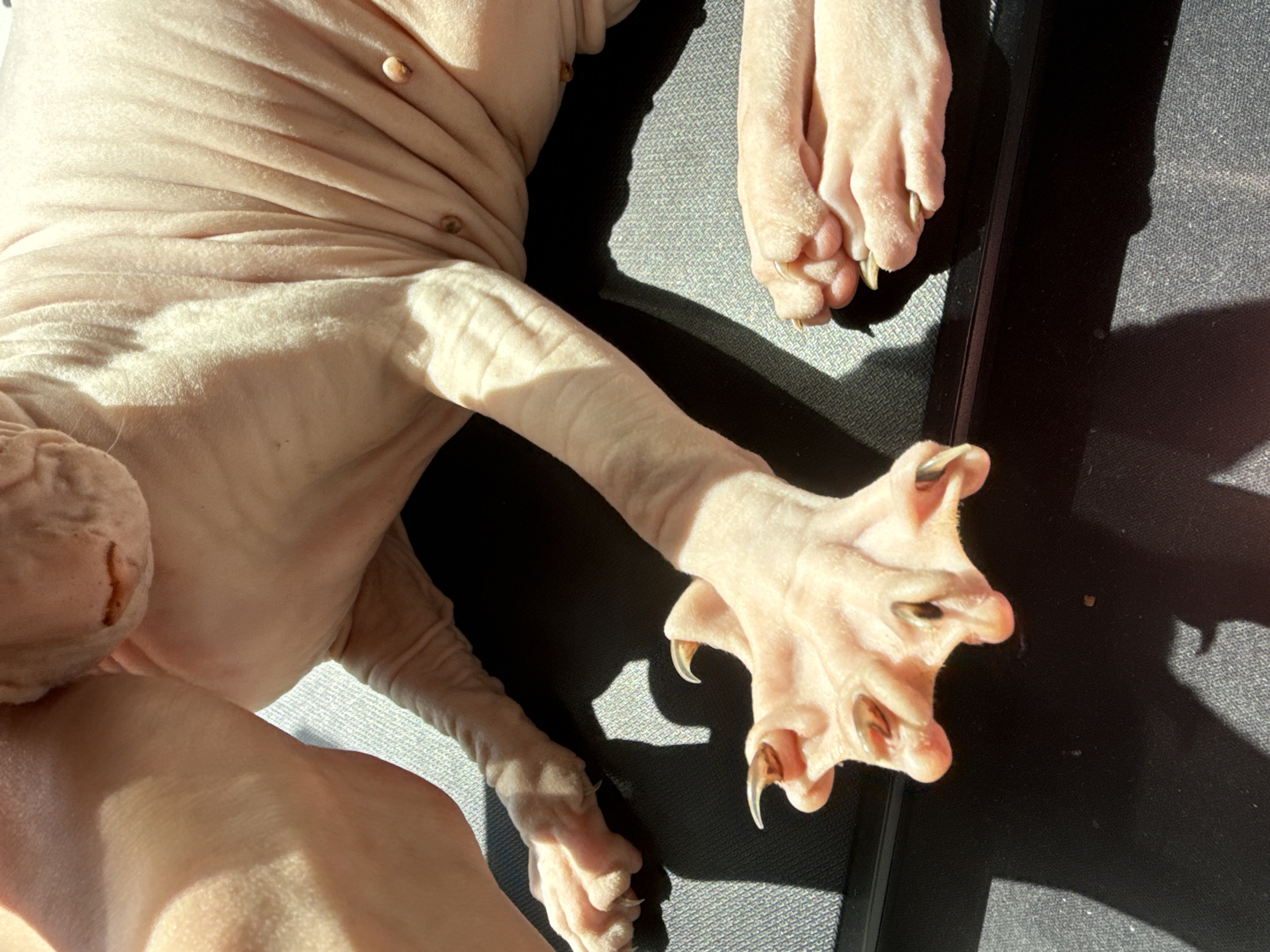 A hairless cat is lying on a black surface. The cat is light pink in color and its body is wrinkled. The cat's paws are visible, with long claws. The background is dark and slightly textured. The location is unknown.