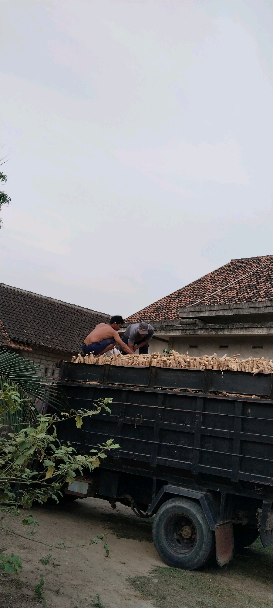 In Tanjung Ratu Ilir, Indonesia, two individuals are observed on the top of a truck bed laden with harvested crops, likely cassava, under an overcast sky. The truck, black and appearing to be a flatbed with high sides, is positioned outdoors, near buildings with terracotta tiled roofs. One person, shirtless and wearing blue shorts, is crouched down, actively engaged with the harvested produce. The other individual, dressed in a gray shirt and a cap, is also leaning over, seemingly assisting with the task. In the foreground, lush green foliage partially obscures the lower portion of the truck. The ground appears to be a mix of dirt and scattered vegetation. The overall scene depicts agricultural labor in a rural or semi-rural setting.