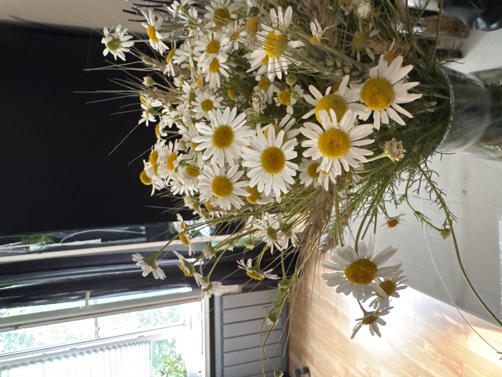 A close-up shot shows a bouquet of daisies and wheat stalks in a clear glass vase. The flowers are predominantly white with yellow centers, and some have dried petals. The vase sits on a white surface, likely a table, which reflects the light from a window. Behind the vase, a dark curtain is visible, and to the left, a window with blinds is open, revealing greenery outside. The floor appears to be made of light-colored wood. The overall setting suggests an indoor environment, possibly a home or a studio in Stupino, Russia. There are no people or animals visible in the image.