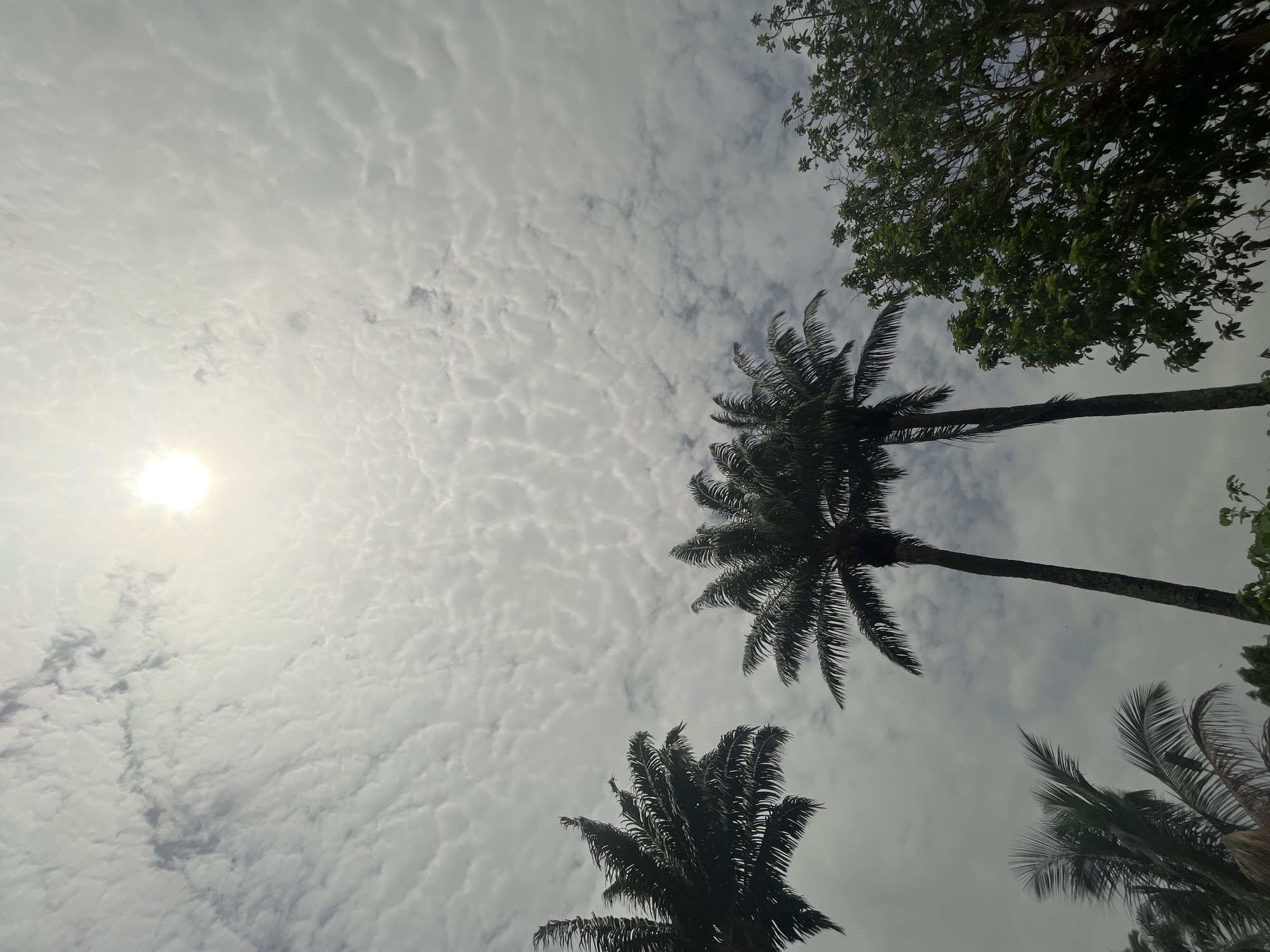 The image shows a view looking up at the sky, with palm trees and other foliage silhouetted against the cloudy sky. The sun is visible in the upper left corner, obscured by clouds. The image was likely taken in Ikot Ekpene, Nigeria, but there are no specific landmarks or details to confirm the precise location. No people are visible. The scene's primary focus is the natural environment of trees and sky.