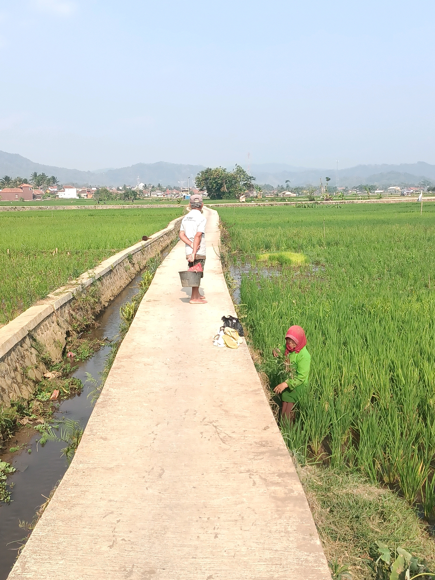 This is a landscape photograph taken in a rural area, likely a rice paddy field, in or near Kasturi, Indonesia. The image features a concrete path that runs through the middle of the frame, flanked by a narrow water channel on the left and a lush green rice paddy on the right. In the distance, a village with houses and buildings is visible, nestled at the base of rolling green hills under a clear blue sky.
Two individuals are present in the scene. On the concrete path, a person wearing a light-colored t-shirt and shorts stands facing away from the camera, holding a dark bucket. To the right, a person wearing a green long-sleeved shirt and a red headscarf is partially submerged in the rice paddy, appearing to tend to the crops. Bags and what look like shoes are placed on the edge of the concrete path near the person in green. The environment is characterized by vibrant green vegetation and the presence of water, indicating agricultural activity. The overall impression is one of a serene, agrarian setting.