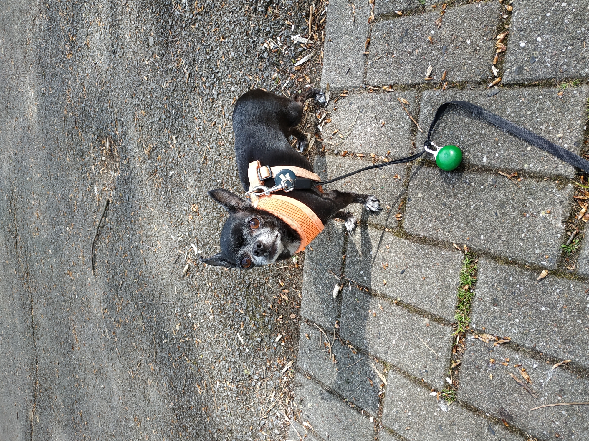 A black Chihuahua with graying muzzle and white paws lies on a gray concrete path. The dog wears an orange harness and is attached to a black leash with a green ball. The path consists of concrete slabs and gray asphalt, with scattered organic debris and sparse green vegetation in the cracks between the slabs. The scene appears to be outdoors, possibly in a public park or pedestrian walkway. The location is Dortmund, Germany.