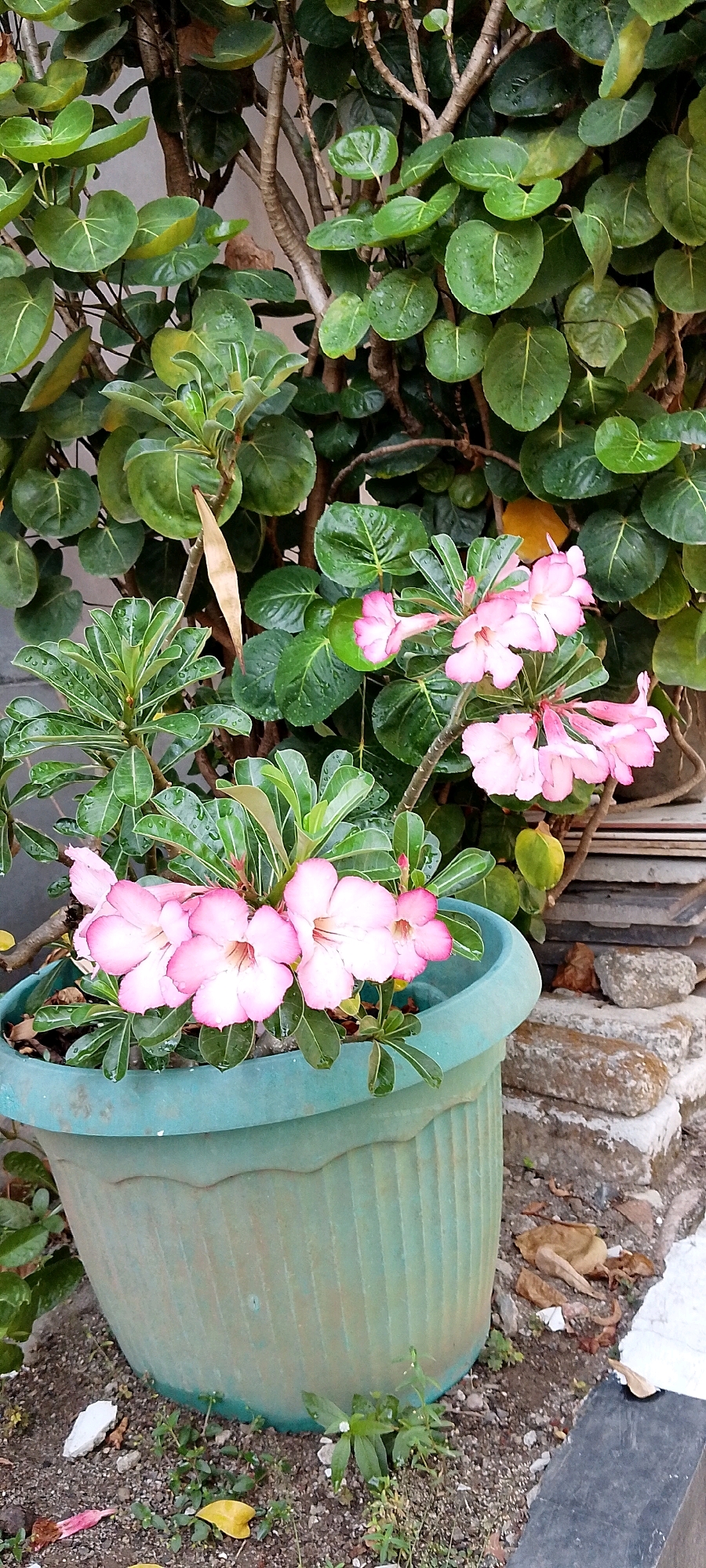 A medium shot shows a planter of pink and white desert rose flowers and a large leafy plant in the city of Satriamekar, Indonesia. The planter is a pale green, fluted plastic pot with a wavy rim. The desert rose flowers are clustered together, with five blooms prominently displayed in the foreground and others visible further back. The leaves of the desert rose plant are a deep green, and the flowers have five petals each, with a gradient of pink fading to white at the center. The large leafy plant behind the desert rose has round, glossy green leaves. The background includes rough grey stones and brown dirt. The lighting suggests it is daytime, possibly after a light rain due to the dew drops visible on some of the leaves. The overall scene is one of a well-maintained outdoor plant display.