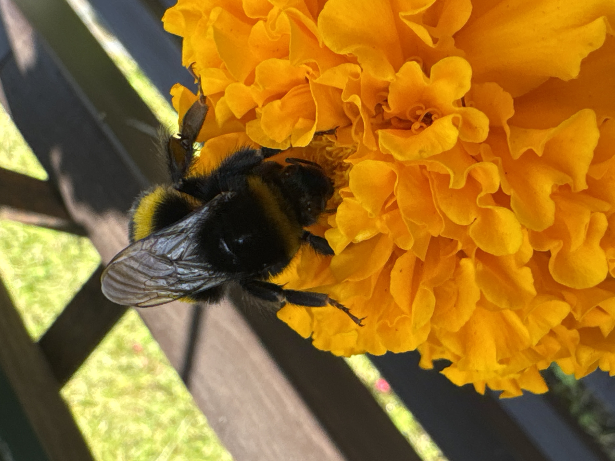 A close-up, high-angle shot shows a bumblebee with black and yellow markings on an orange marigold flower. The bumblebee is positioned on the upper right side of the flower, facing downwards and partially obscured by its wings and fuzzy body. Its legs are visible, appearing to grip the flower petals. The marigold flower displays numerous ruffled petals, forming a dense, vibrant orange mass. In the background, a portion of a wooden structure, likely a bench, is visible, casting shadows. Sunlight illuminates the scene, creating bright highlights on the grass beyond the bench. The image provides no specific information about its location in Riga, Latvia.