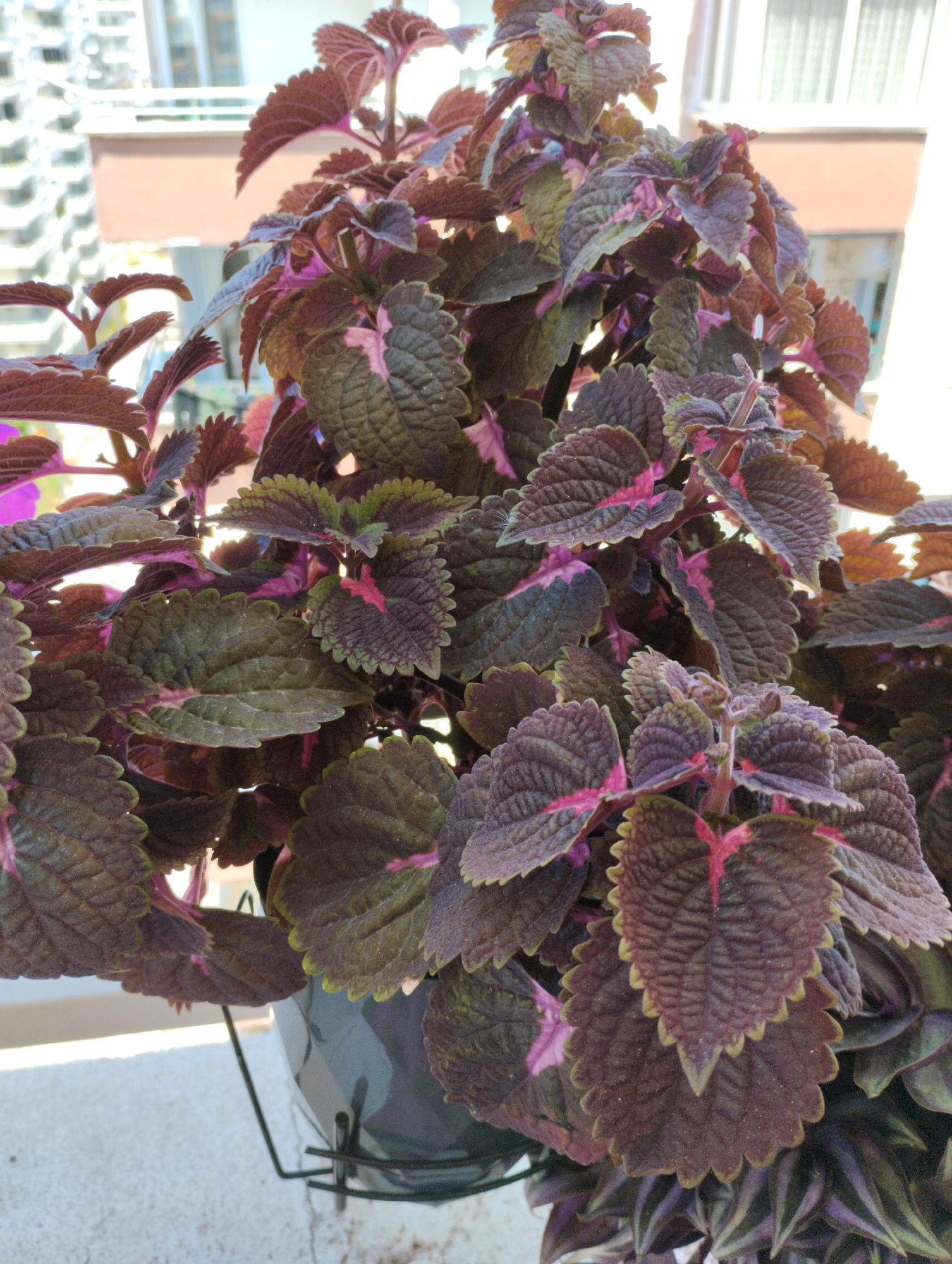A close-up, eye-level, outdoor, vertical shot captures a dense bush of coleus plants in a pot. The leaves are predominantly a deep reddish-brown with striking pink veins and edges, interspersed with patches of dark green. The foliage is lush and multi-layered, creating a textured appearance. The plant is positioned on a balcony, with a blurred urban background visible. The background includes a light-colored building with windows and a white railing, suggesting it is a residential area in the city of Mezitli, Turkey. The lighting is bright, indicating daylight. No people are visible in the frame, and no actions or interactions are depicted.