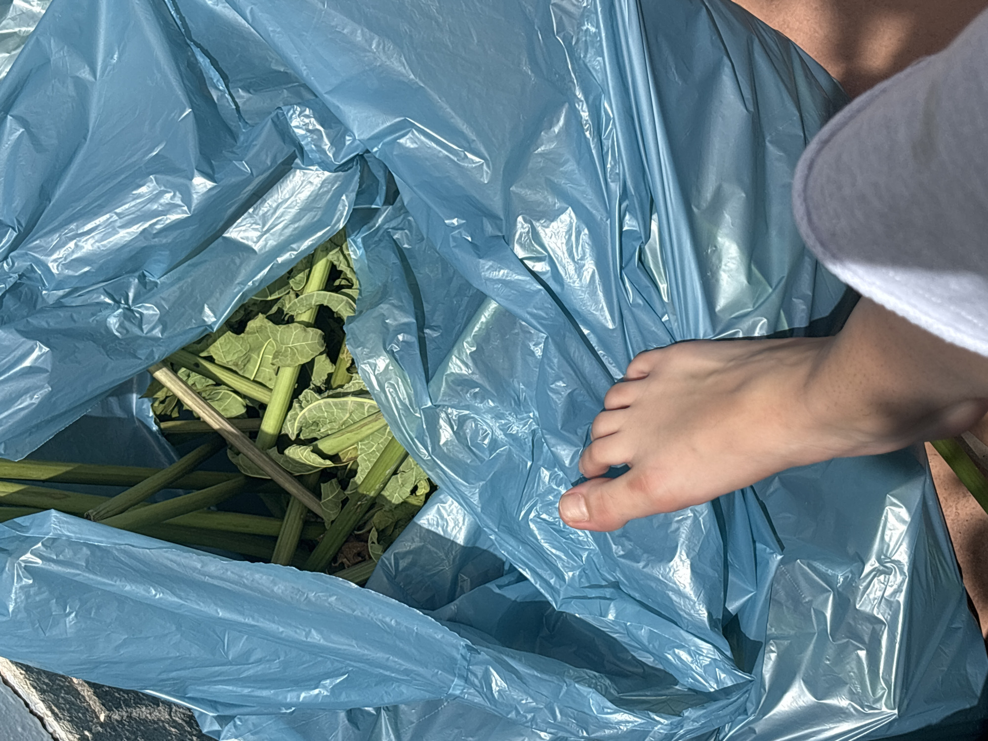 A close-up, overhead shot shows a pale foot with visible veins and dark hairs touching a bright blue plastic bag. The bag is filled with green plant stems and leaves. The foot appears to be bare, with a slightly reddened toe. The background consists of the blue bag and a hint of brown ground or pavement. The image is taken in natural light, casting shadows on the bag. There are no visible signs of location or time.