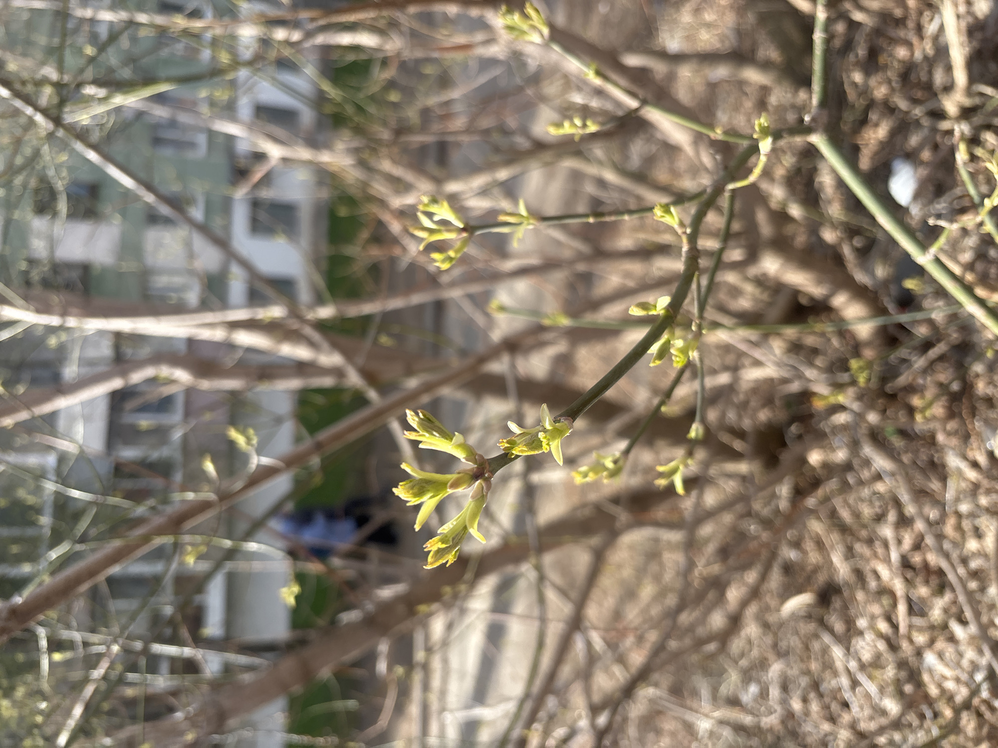 An outdoor, slightly rotated, medium-shot photograph captures a tree branch with vibrant green leaf buds beginning to open, signaling the arrival of spring. The branches, mostly bare and brown, crisscross the foreground, with the central branch holding the most prominent clusters of new foliage. Sunlight illuminates the delicate, light-green leaves, highlighting their fresh appearance against the darker, older wood.
The background is significantly blurred, indicating a shallow depth of field, but reveals an urban or suburban environment. Distant, light-colored buildings with visible window frames are discernible through the network of branches, suggesting residential or commercial structures. The light conditions suggest a clear, sunny day, likely morning or afternoon. No people or animals are visible, and there is no discernible text within the image. The scene conveys a sense of natural renewal amidst a built environment in Chaikovsky, Russia.