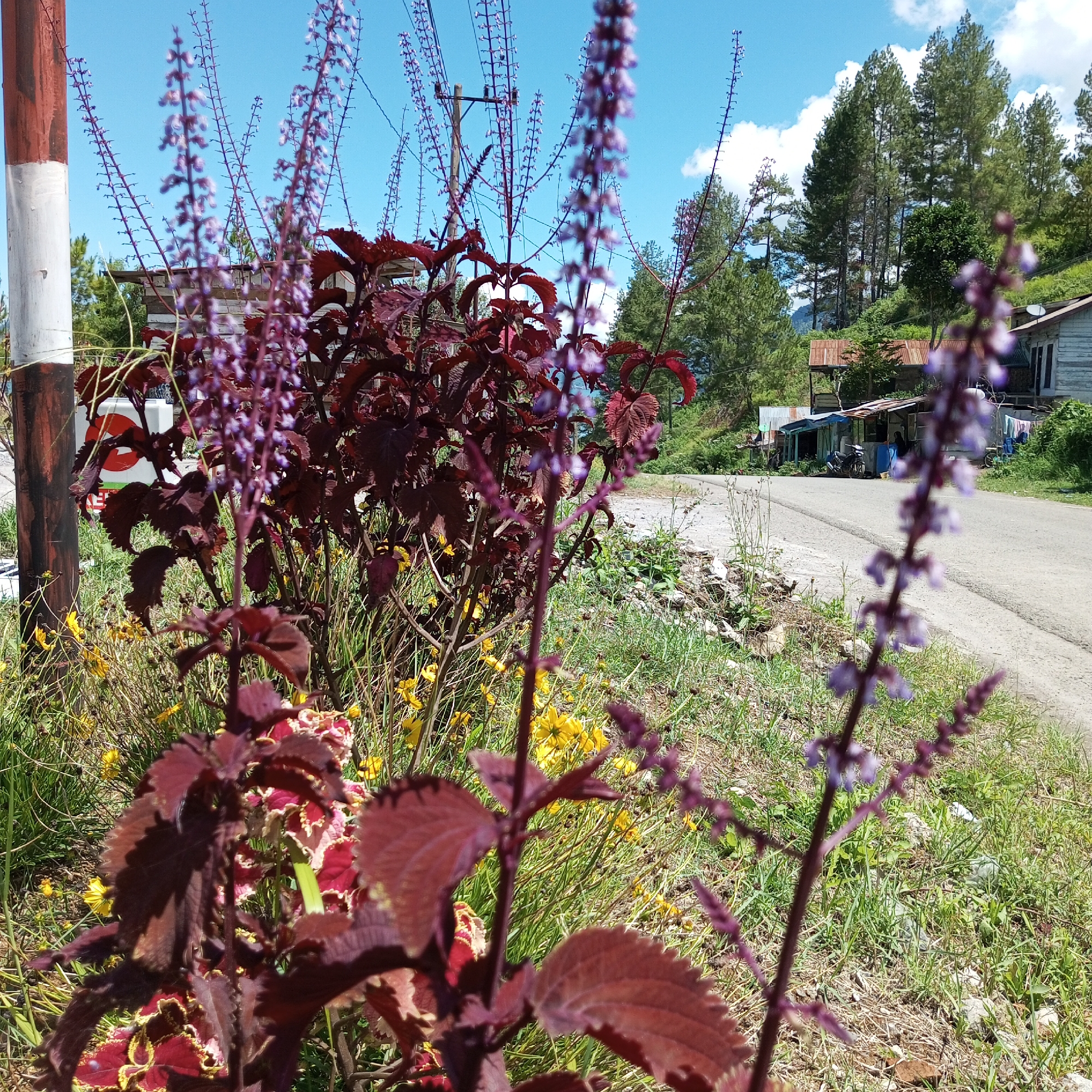 In Gegarang, Indonesia, a close-up photograph captures a roadside scene dominated by vibrant foliage and a clear blue sky. In the foreground, a cluster of dark red coleus plants, with their serrated leaves and delicate purple flower spikes, are in sharp focus. The plants are growing amongst small yellow wildflowers and green grass. To the left, a red and white striped pole stands prominently.
Beyond the plants, a paved road curves gently into the distance, bordered by a grassy verge. In the mid-ground, several modest buildings with corrugated tin roofs are visible on the right side of the road, nestled amongst lush green trees. A few motorcycles are parked near one of the buildings. Tall pine trees form a backdrop on the hillside behind the structures. The scene is bathed in bright sunlight, indicative of a clear day.