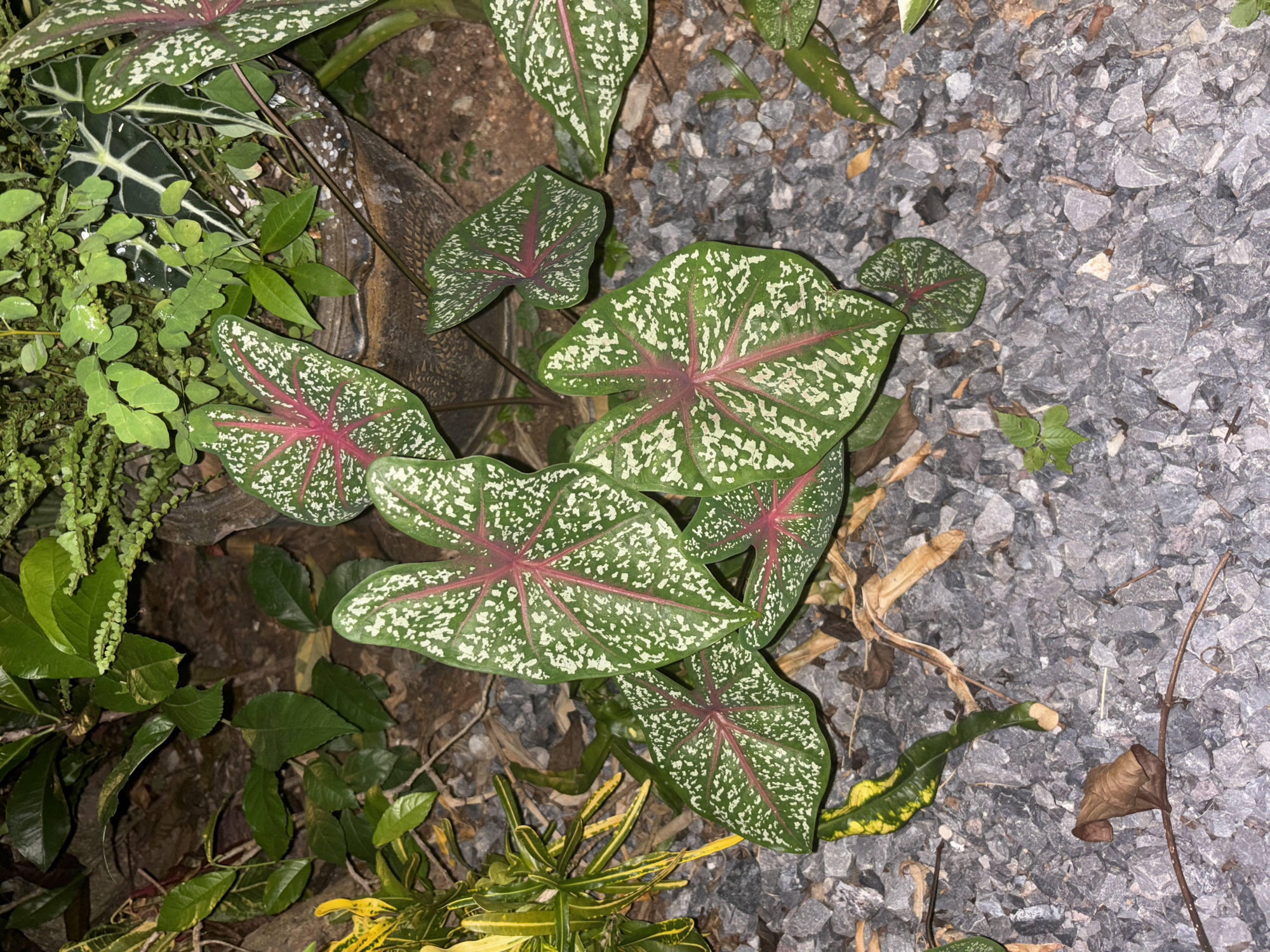 In Chalong, Thailand, a collection of plants is displayed on a bed of gray gravel. The most prominent plants are several caladiums, characterized by their large, heart-shaped leaves. These leaves are a vibrant green, speckled with white, and feature striking red veins radiating from the center. Interspersed with the caladiums are other green foliage plants, some with yellow and green variegation, and a darker leafed plant with an arrowhead shape. The ground cover is composed of sharp-edged gray gravel, with a few fallen brown leaves and dry twigs scattered amongst it. In the background, glimpses of darker earth and possibly a tree trunk or pot are visible. The lighting suggests it is either early morning or late evening, with shadows casting a subdued atmosphere. There are no people or animals present in the scene.