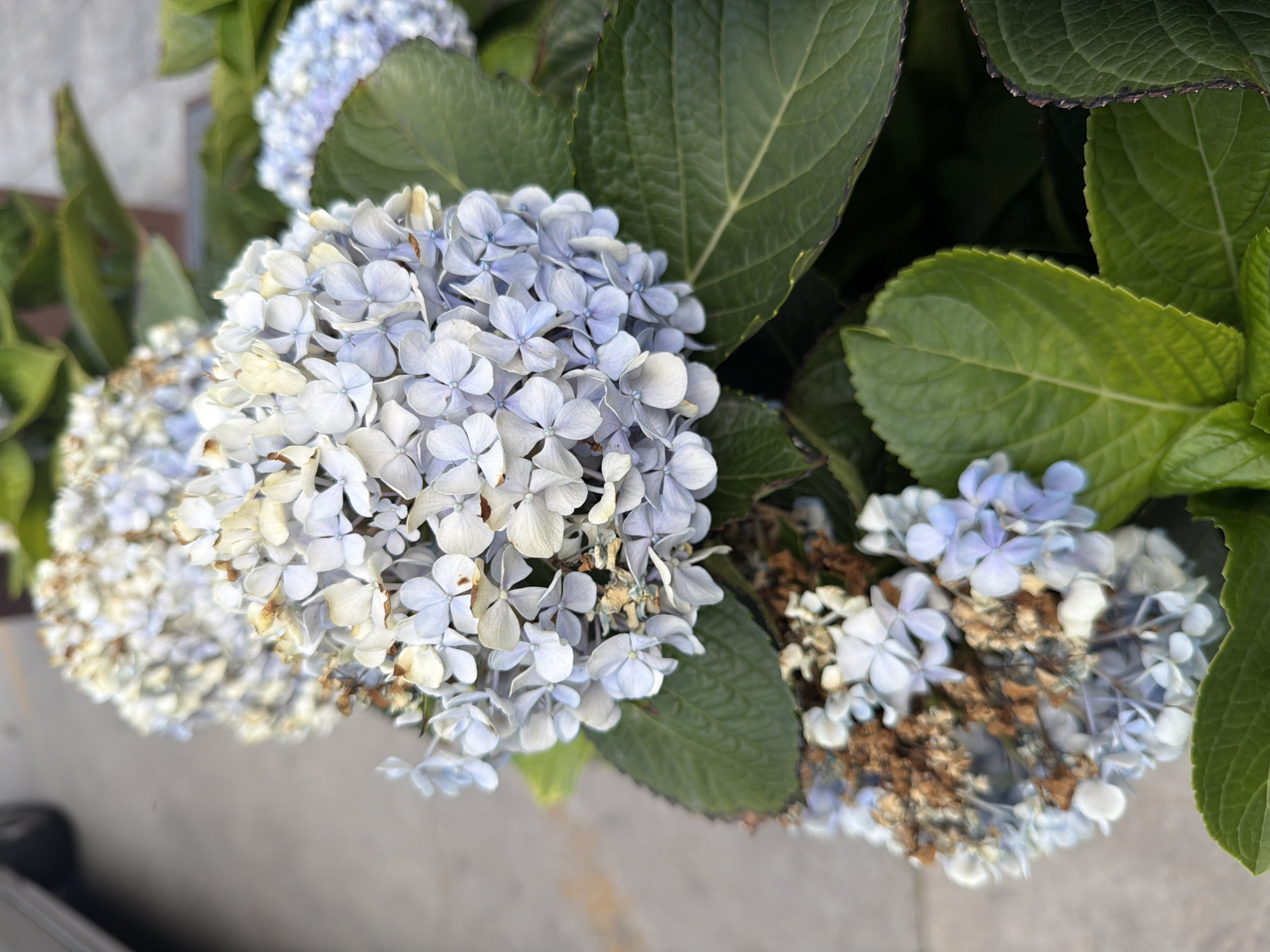 In Đà Nẵng, Vietnam, a close-up, eye-level shot focuses on clusters of hydrangeas. The flowers exhibit a gradient of colors, ranging from pale blue to white, with some blossoms showing signs of drying and browning, particularly on the lower cluster. Large, green hydrangea leaves with visible veins form the background and frame the flowers. The texture of the petals appears delicate, with some showing slight wilting. The overall impression is one of natural beauty, with a hint of autumn's decay. The blurry background suggests an outdoor setting, possibly a garden or street-side planting, with a muted, gray surface possibly indicating pavement or a walkway.