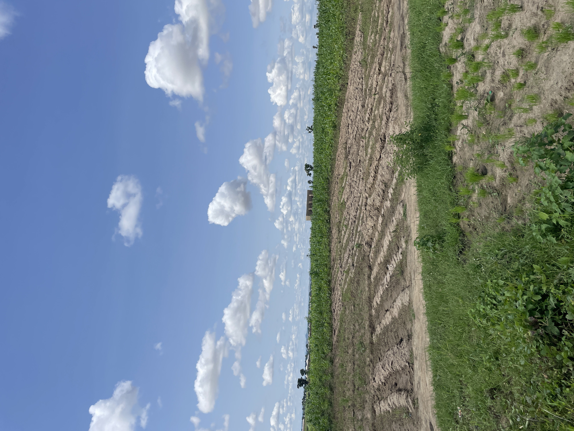 The image depicts a rural landscape under a bright blue sky dotted with white cumulus clouds. In the foreground, there is a patch of green grass with some small white flowers, transitioning to an area of tilled, brown earth with furrows. Beyond this, a field of mature green crops, likely corn, stretches across the middle ground. In the distance, a rudimentary building with a concrete facade stands amidst the foliage, and beyond that, a hazy horizon suggests more vegetation and possibly a settlement. The scene is peaceful and agrarian, with no people or animals visible. The image appears to have been taken in a sunny, tropical environment.