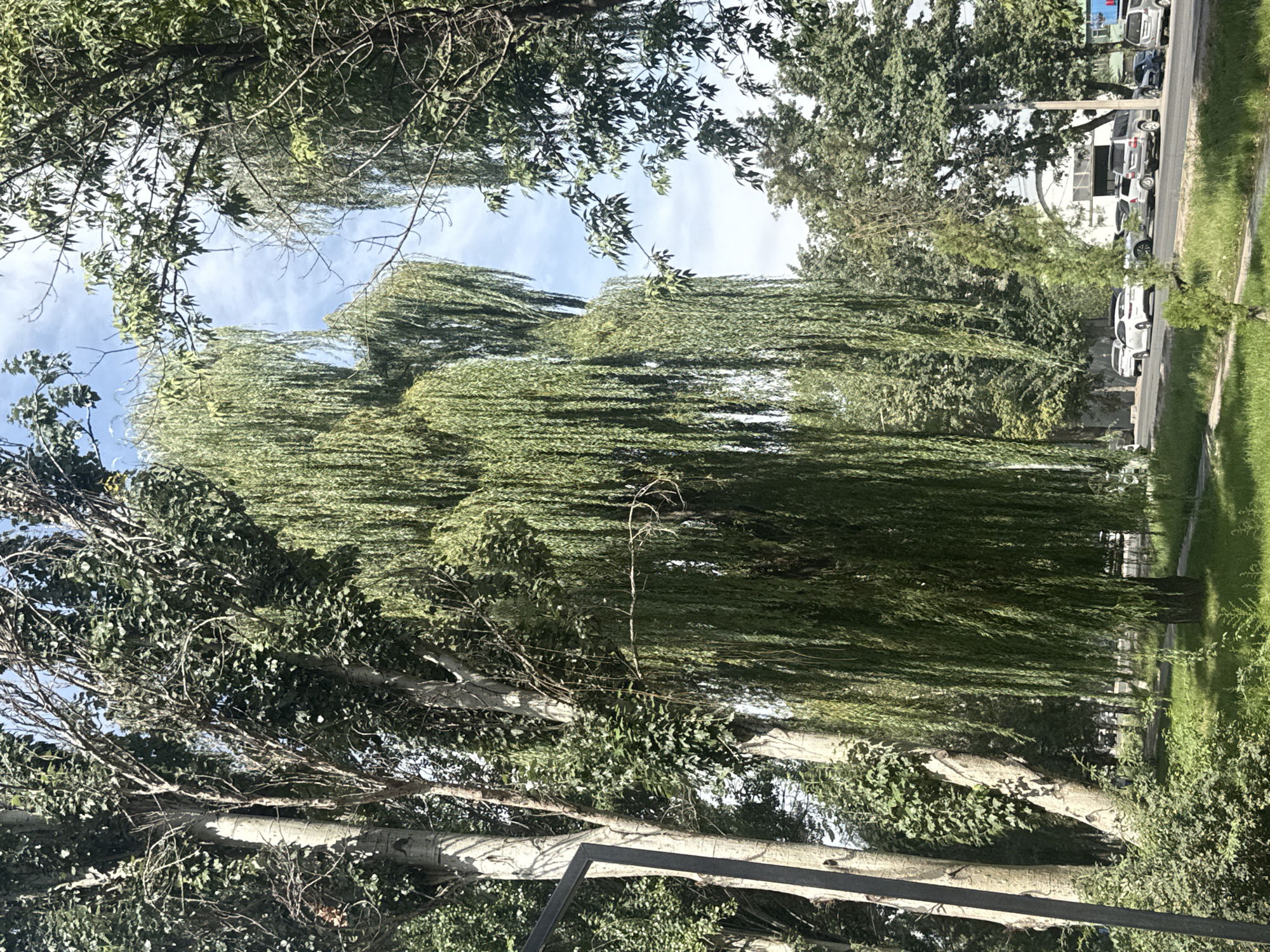 This image depicts a roadside scene in Bishkek City, Kyrgyzstan. Dominating the foreground are several large trees, including a prominent weeping willow with its characteristic long, trailing branches. To the left, two tall, light-barked trees stand closely together. The ground cover consists of lush green grass and some smaller bushes. A paved path is visible winding through the grassy area. Beyond the trees, a road runs parallel to the scene, with several cars parked and moving. The cars appear to be a mix of SUVs and sedans. In the background, buildings with light-colored facades are visible, suggesting an urban or semi-urban setting. The sky above is partly cloudy with a bright blue expanse. The lighting suggests it is daytime, possibly late morning or early afternoon, with sunlight casting shadows. No people are explicitly visible in the frame. The overall impression is that of a well-treed urban environment in Bishkek.