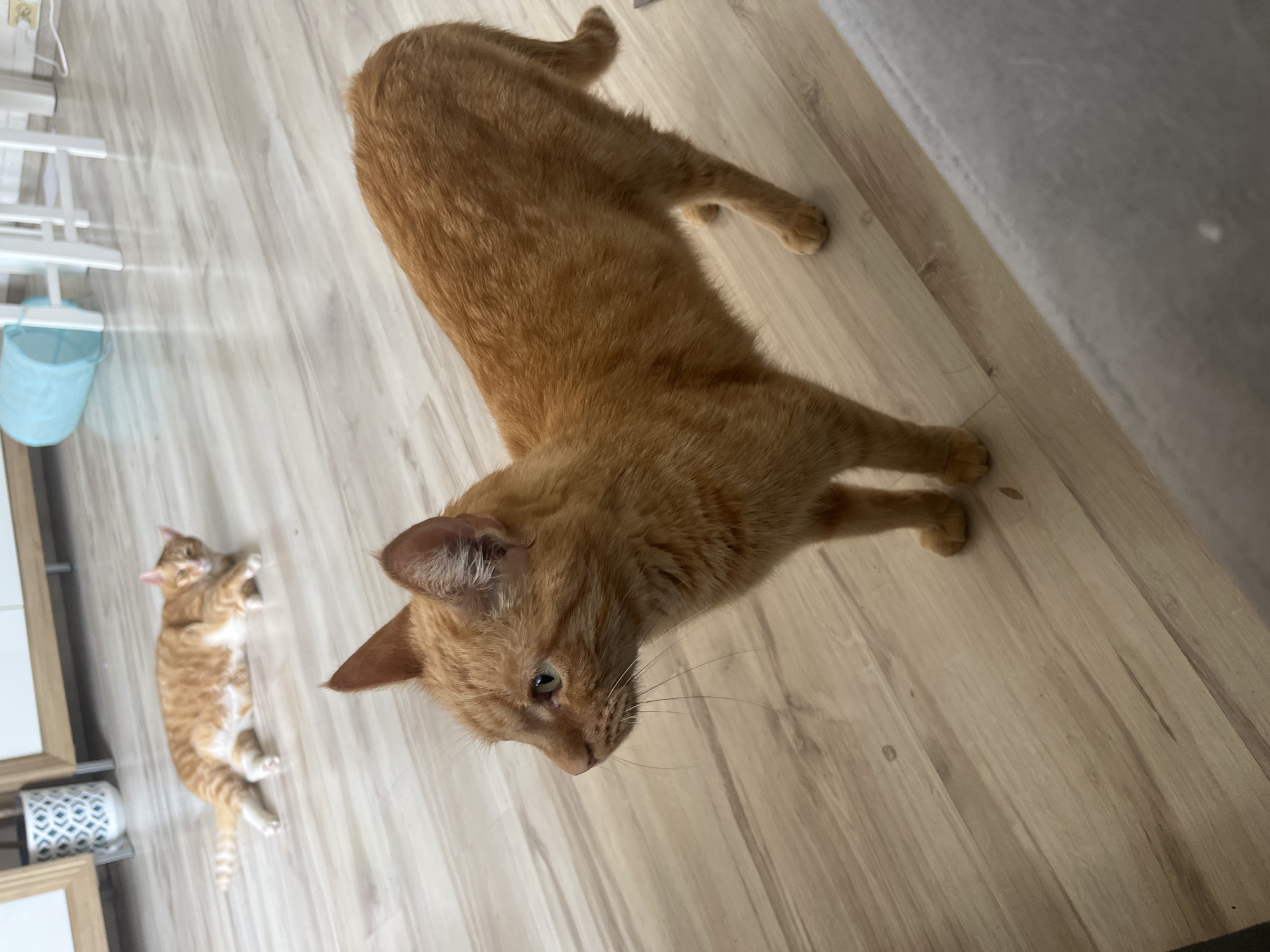 Two orange tabby cats are in a brightly lit room with light-colored wood floors. The cat in the foreground is standing, facing to the left, with its head turned to look forward. Its fur is short and orange with faint tabby stripes. The cat in the background is lying on its side, facing left, with its eyes partially closed. Its fur is also orange with distinct tabby markings. In the background, there are white cabinets and furniture, as well as a blue cylindrical object and a white stool. There is no indication of the location being in Zabrze, Poland.