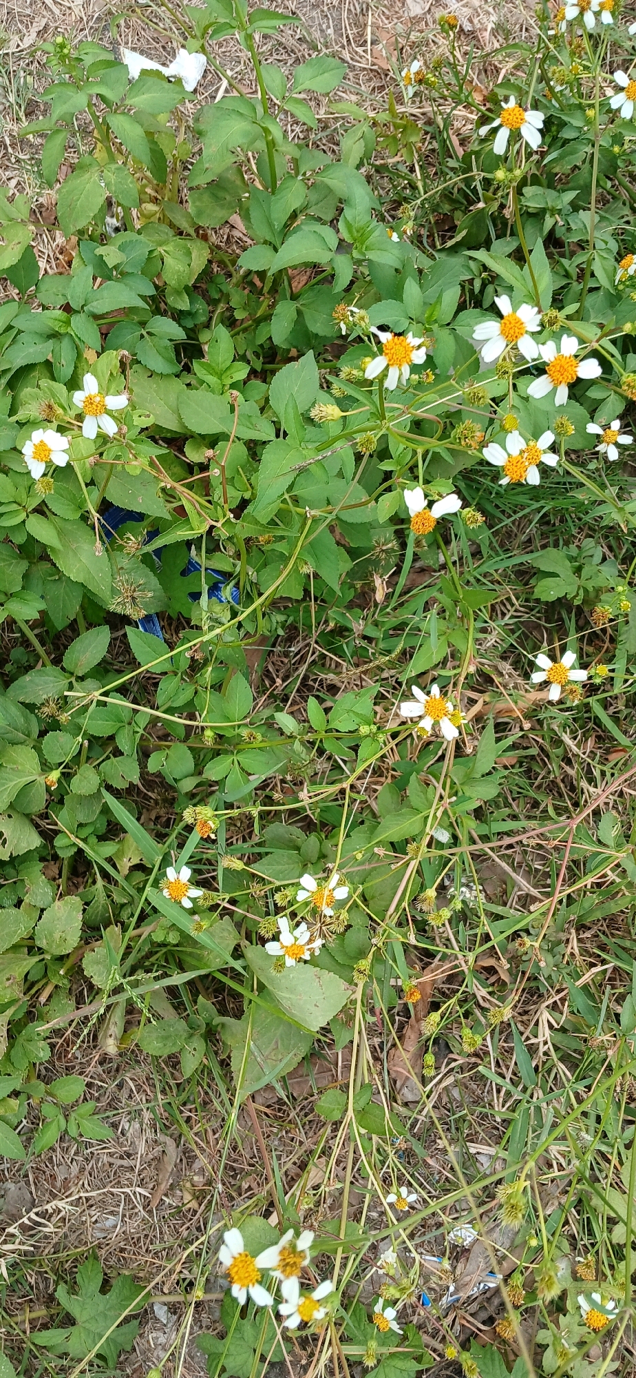 This is a close-up, eye-level shot of a patch of ground covered in green foliage and small white flowers with yellow centers. The flowers are scattered amongst the leaves and some appear to be wilting or in bud form. The ground is a mix of dry grass and some scattered debris, including a blue object partially visible beneath the leaves. The scene suggests an outdoor environment, possibly a garden or a neglected area within the city of Sutawinangun, Indonesia. There are no people or animals visible in the image.