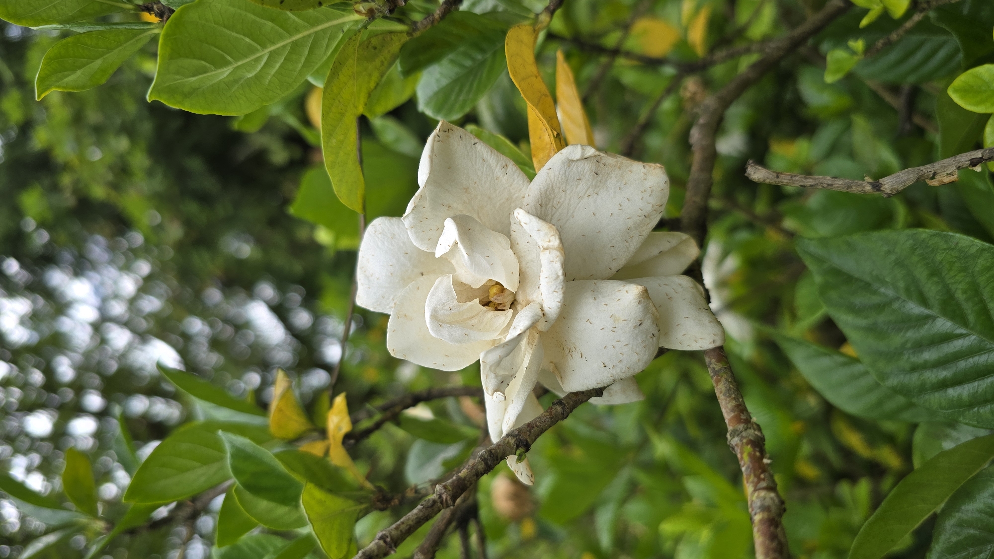 A close-up shot showcases a single white gardenia flower in bloom, its petals slightly tinged with age and speckled with brown. The flower is delicately perched on a thin, brown branch, which is itself surrounded by lush green foliage and a few yellowing leaves. The background is a soft blur of more green leaves and dappled light, suggesting an outdoor garden setting. There are no people or animals visible in the image. The overall impression is one of natural beauty and tranquility. This scene is not specifically located in Sirius, Russia; the image depicts a common garden flower found globally.