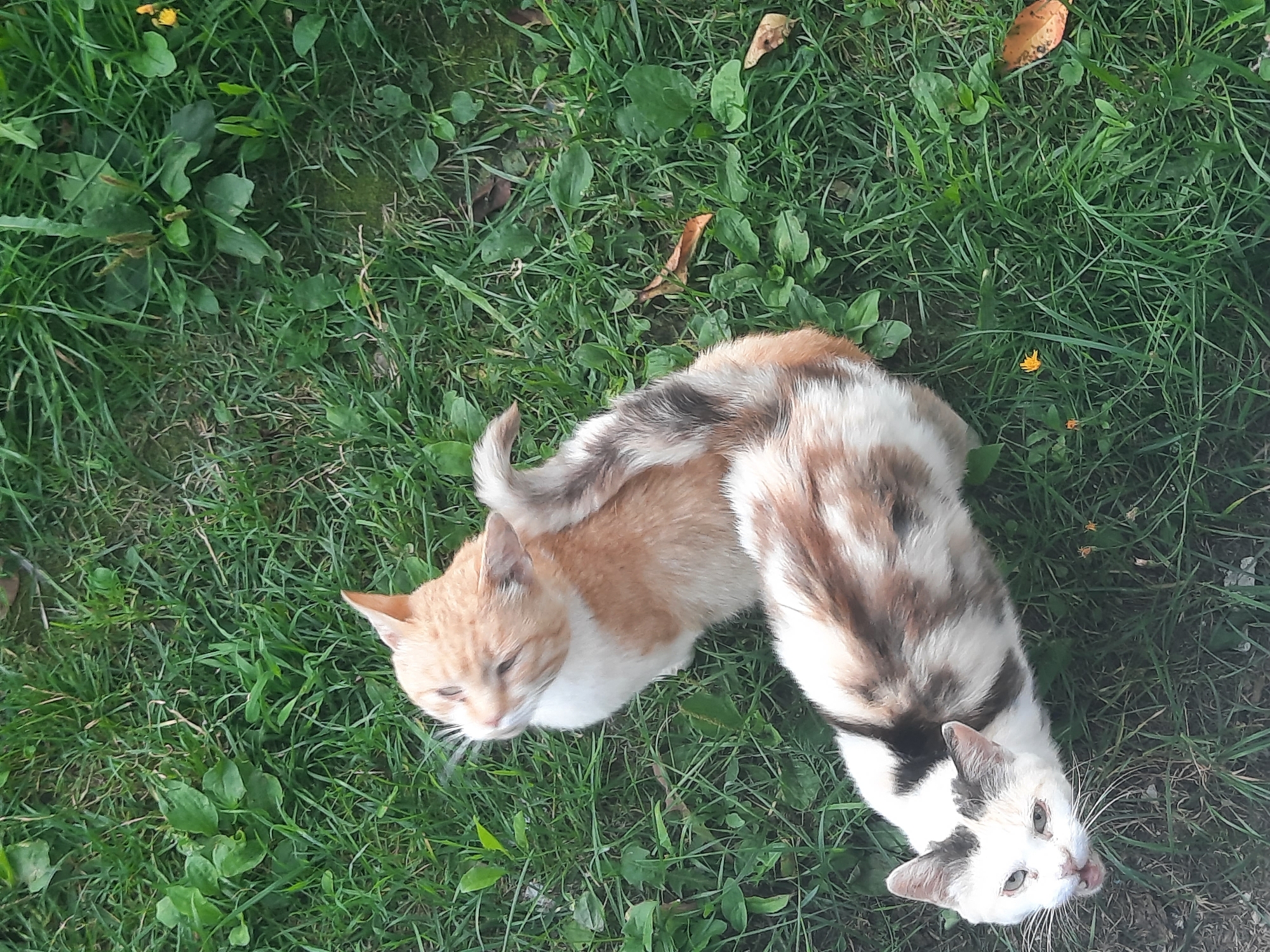 Two cats are on a grassy area. One cat is orange and white and is looking up and to the left. The other cat is calico and is looking up and to the left. The calico cat is partially on top of the orange and white cat. There are some fallen leaves and small yellow flowers in the grass. The image appears to have been taken in the city of Shklov, Belarus.