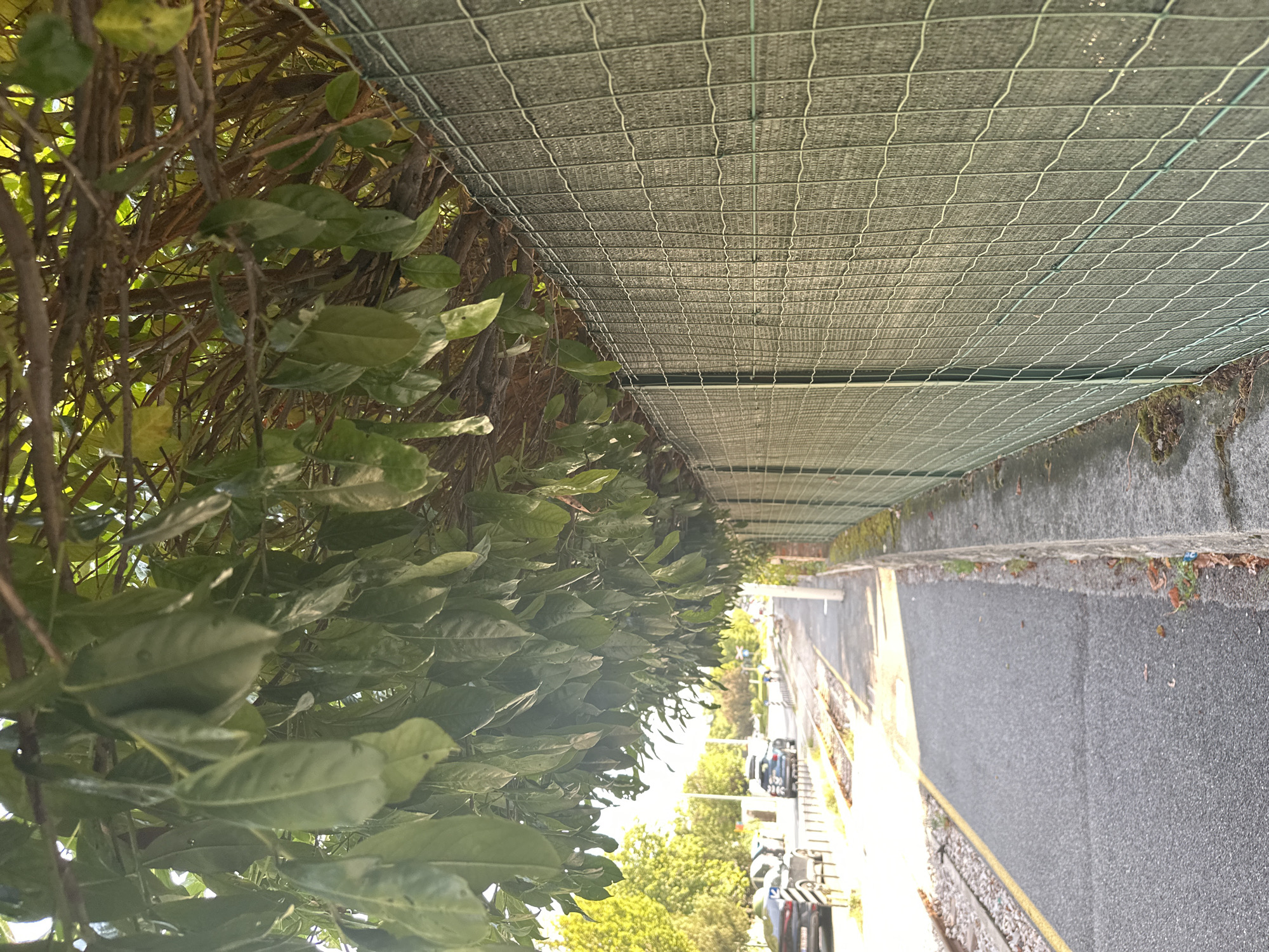 The image shows a sidewalk adjacent to a fence covered with green mesh, likely for privacy or windbreak. Trees with dense green foliage overhang the sidewalk and the fence. In the background, there is a road with several cars parked and moving, and railway tracks running alongside the sidewalk. The scene appears to be in an urban environment, possibly along a street with a tram line. The lighting suggests it is daytime with sunlight filtering through the leaves. The overall impression is one of a well-maintained urban pathway bordered by greenery and a fence. There are no people clearly visible and interacting.