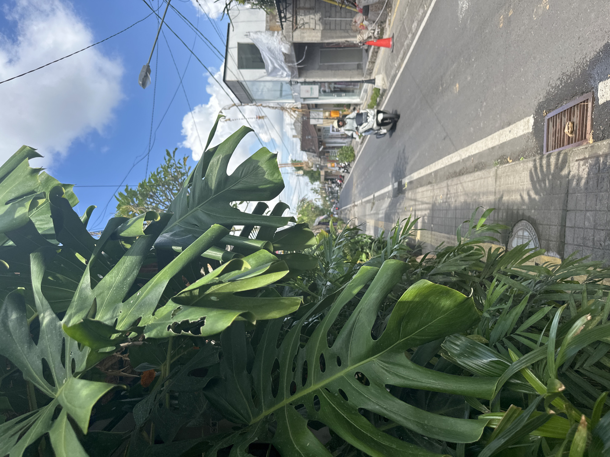 The image shows a street scene in Ubud District, Indonesia, with a large monstera plant in the foreground. The street is paved with asphalt and has a white line marking the lane. A person on a white scooter is riding down the street. There are buildings on either side of the street, some of which appear to be shops. A street lamp is visible in the distance. The sky is blue with some white clouds. A sidewalk runs along the left side of the street, and a storm drain is visible on the sidewalk.