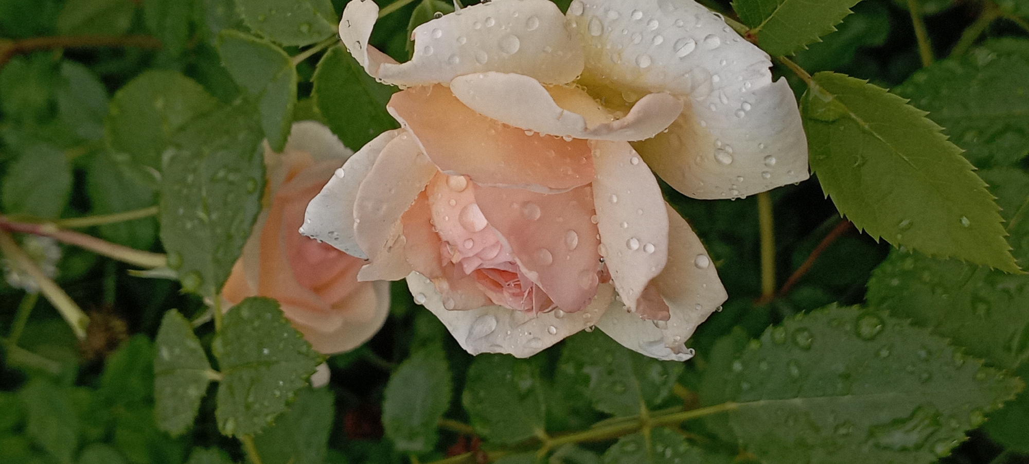 A close-up, vertical shot captures a cluster of light pink and white roses after a rain. Water droplets cling to the delicate petals of the open blooms and the surrounding dark green leaves, which show visible veins. The background is softly blurred, hinting at more foliage and possibly other roses. The overall impression is one of fresh, natural beauty, suggesting a garden setting. There are no people present in the image. This scene is located in Radisne, Ukraine.