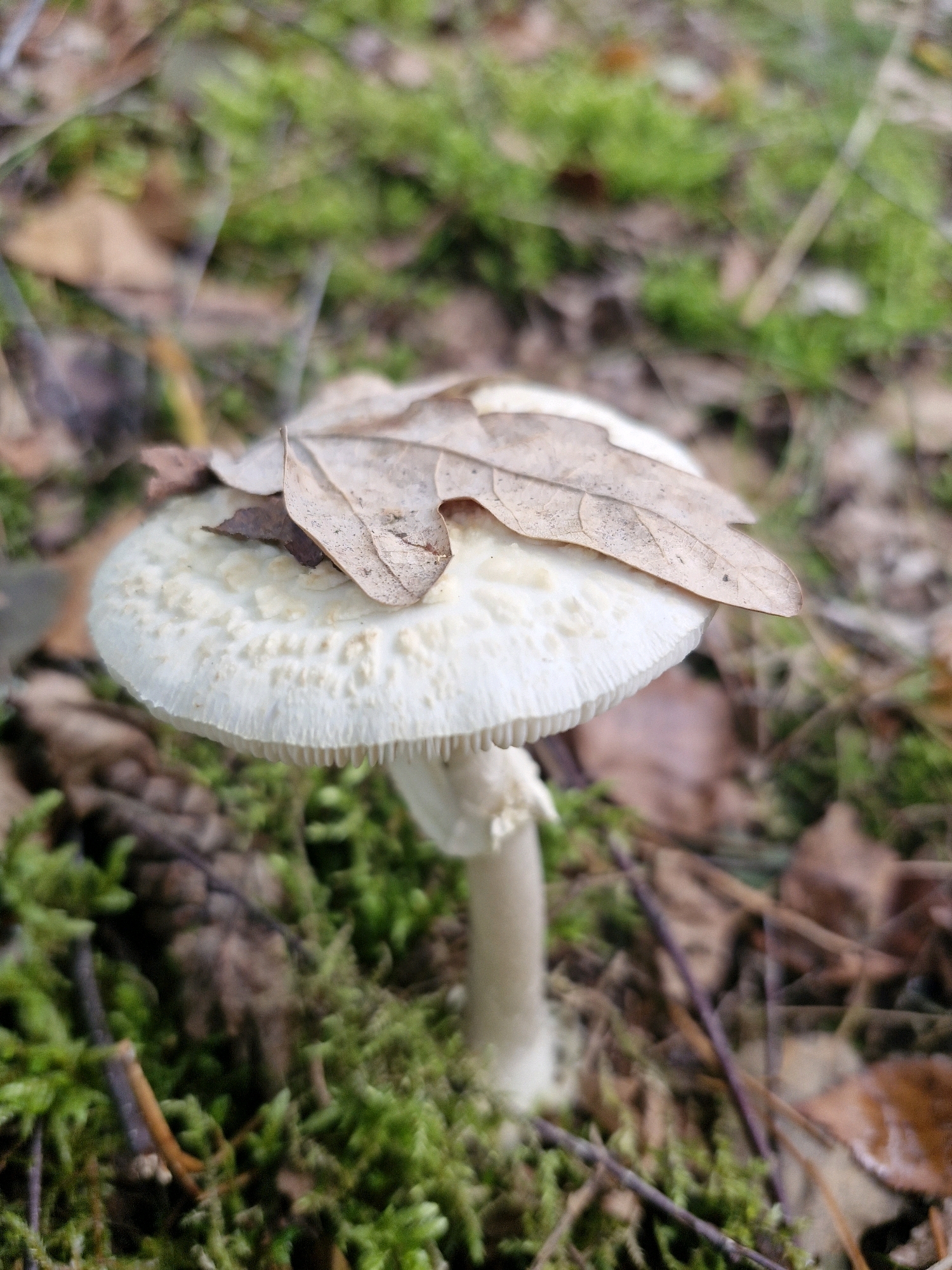 A close-up, eye-level shot captures a white mushroom growing in mossy terrain. A dry, tan leaf rests on the mushroom's cap. The background is softly blurred, revealing more fallen leaves and moss. The scene appears to be in a natural, wooded area. There are no people visible in the image. The mushroom is the central subject, with the leaf providing an additional natural element. The environment consists of lush green moss, dry brown leaves, and some twigs, suggesting an autumn or damp woodland setting. The lighting is diffuse and natural.