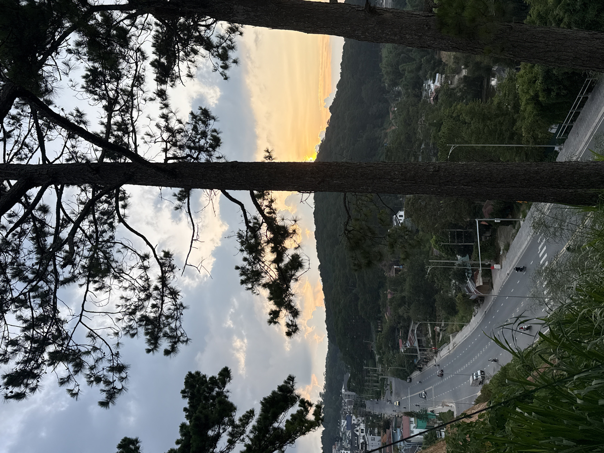 The image depicts an elevated view of Phường Xuân Hương, Đà Lạt, Vietnam, at sunset. Two prominent pine tree trunks frame the central vista, with additional pine foliage silhouetted against the sky in the upper and lower left. A wide, multi-lane asphalt road with dashed white lane markings curves through the midground, descending from the upper left to the lower right. Several vehicles are present on the road, including multiple motorcycles, at least two white cars, and one white truck. Various urban structures, primarily two to three-story buildings with varied roofs, line the left side of the road. Streetlights and utility poles are visible along the road's perimeter. Beyond the urban strip, dense green forests cover undulating hills. The setting sun is visible as a bright golden disc peeking over the central horizon, casting golden hues across the lower sky and clouds, which transition to light blue and grey-white higher up. A small body of water is discernible within the forested valley in the lower right background.