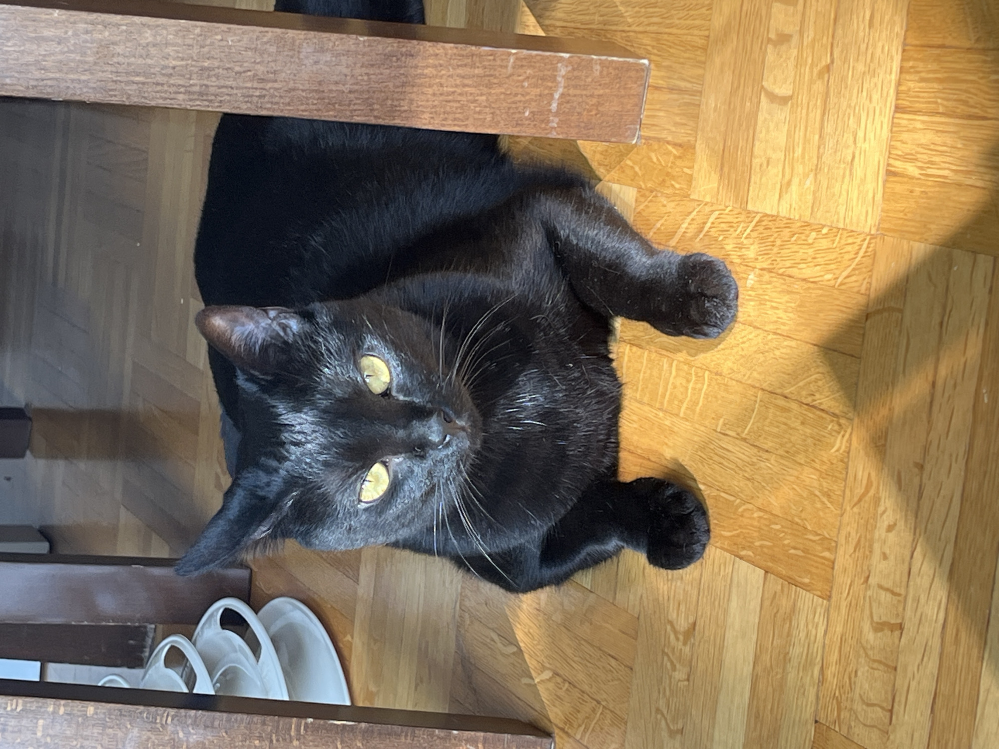 A black cat with bright yellow eyes is lying on a wooden floor, between the legs of a wooden table. The cat is facing the camera, with its front paws crossed. In the background, to the left of the cat, a stack of white plates is visible. The scene is illuminated by natural light, casting shadows on the floor. The location is L'Haÿ-les-Roses, France.