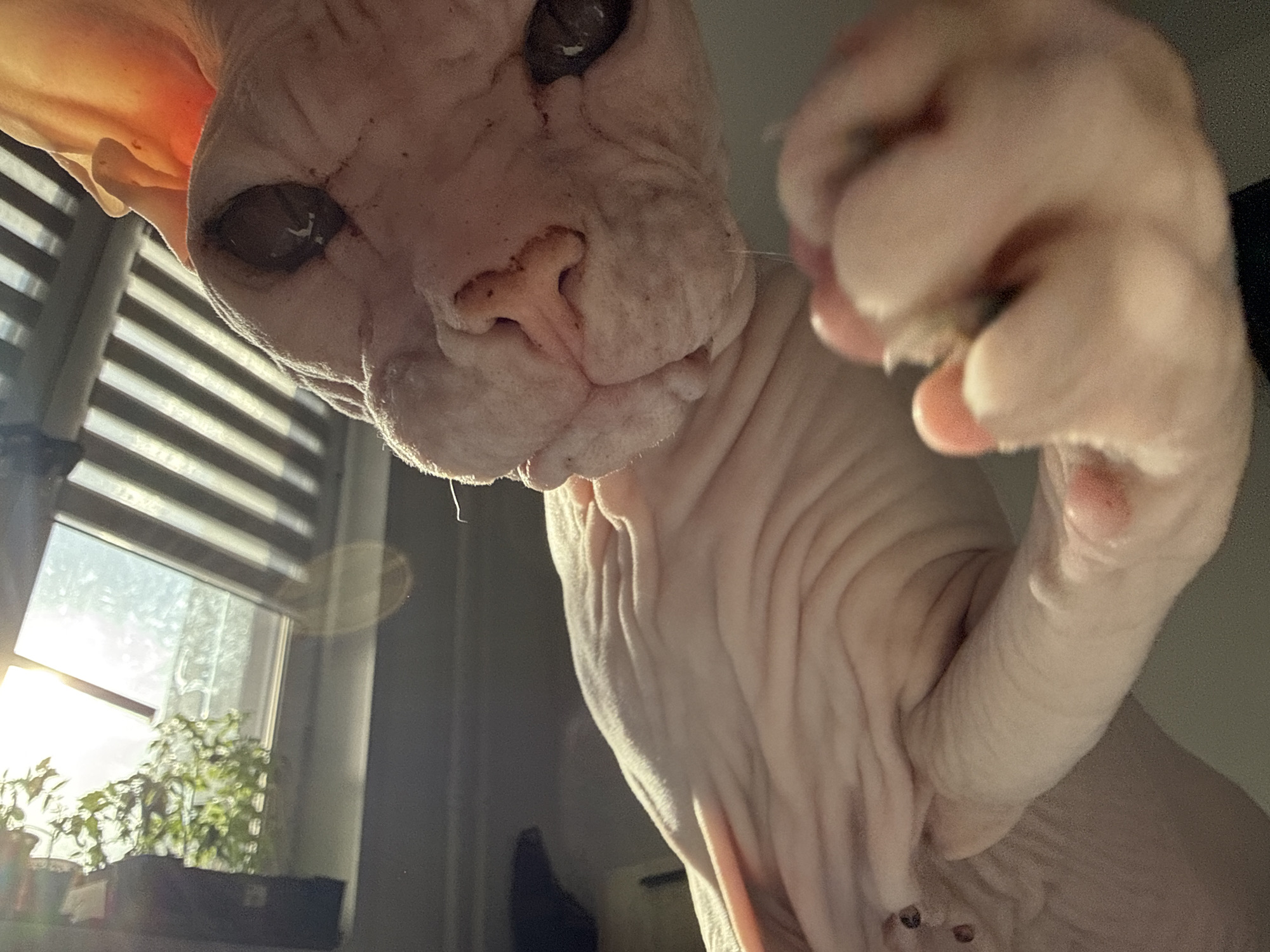 A close-up photograph shows a Sphynx cat with its paw raised towards the camera. The cat's wrinkled skin is pinkish. In the background, a window with closed blinds is visible, with plants on the windowsill, and a dark object below the window. The location is not discernible from the image.