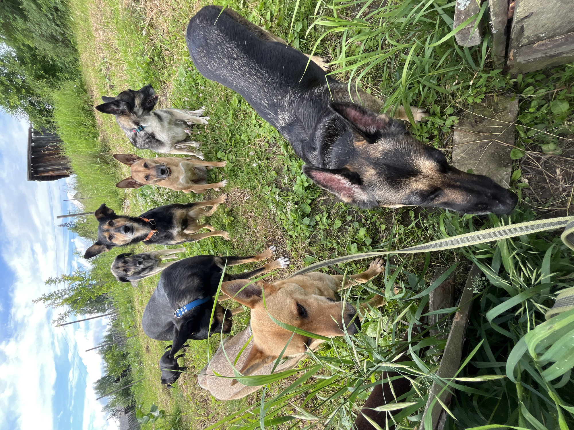 The image depicts a group of dogs in an outdoor, grassy area. The dogs are of various breeds and sizes, with some appearing to be mixed breeds. They are positioned at different angles and distances from the camera. The environment includes lush green grass, some taller vegetation, and a rustic wooden structure in the background, suggesting a rural or semi-rural setting. The sky is visible with clouds, indicating daytime. One dog in the foreground is looking towards the camera, while others are engaged in various activities, such as sniffing the ground or looking away. The scene does not contain any individuals or identifiable landmarks specific to Nizhny Tagil, Russia.