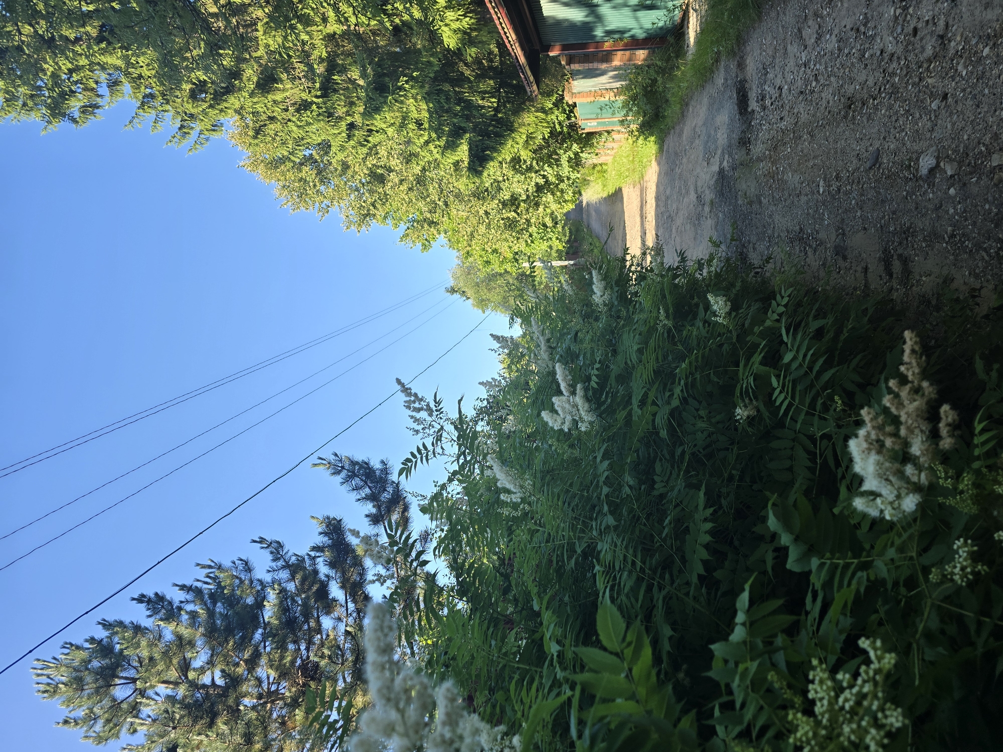 The image depicts a dirt road flanked by lush green foliage on the left and trees and a building on the right. The road is narrow and appears to be in a rural or semi-rural setting. Overhead, power lines stretch across a clear blue sky. On the left, a dense collection of green leaves and white flowering plants forms a thick hedge. To the right of the road, a row of green fences leads to a building with a red-tiled roof and green corrugated metal siding. The trees on the right are tall and dense, casting some shadows on the road. The overall scene suggests a quiet, sunlit day in a village or suburban area, possibly Lobkovo, Russia. There are no people or animals visible in the image.