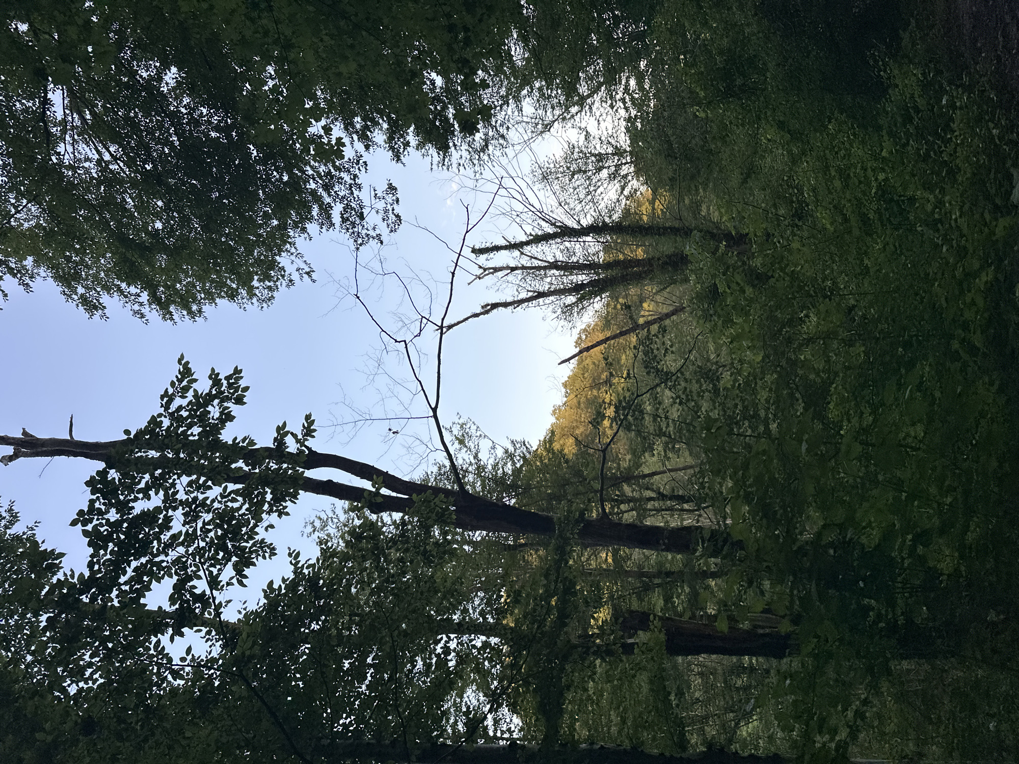 This image depicts a dense forest with a clear sky overhead. Tall trees with lush green foliage dominate the scene, with a few dead or broken branches visible. The forest floor is covered in thick undergrowth, and a gentle slope is suggested by the uneven terrain. The sunlight filters through the leaves, creating a dappled effect. The overall impression is one of a tranquil and natural setting.
The location is specified as Razdolnoye, Russia, which is a rural settlement. The image appears to have been taken in the daytime, possibly in the late afternoon or early evening, given the quality of the light. There are no people or animals visible in the image. The scene is static and peaceful, with no discernible action or interaction taking place. The focus is on the natural environment and the interplay of light and shadow within the forest.