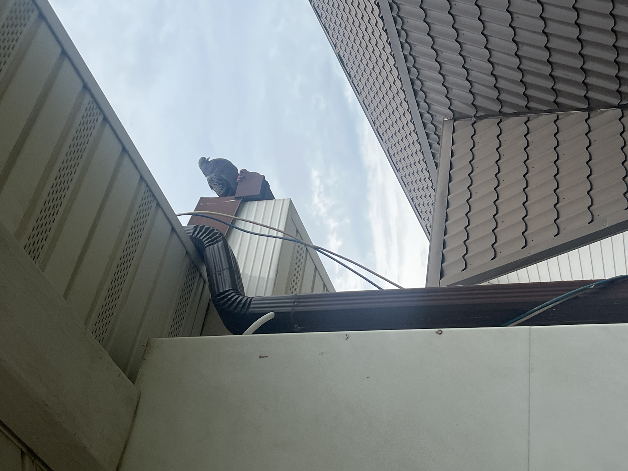 A pigeon is perched on a brown bracket under the soffit of a building. The building has white siding and a dark brown downspout. In the background, two brown tiled roofs are visible. The sky is overcast. The image appears to have been taken from a low angle looking upwards. This scene is not specific to Sochi, Russia, and could be found in many urban or suburban environments.