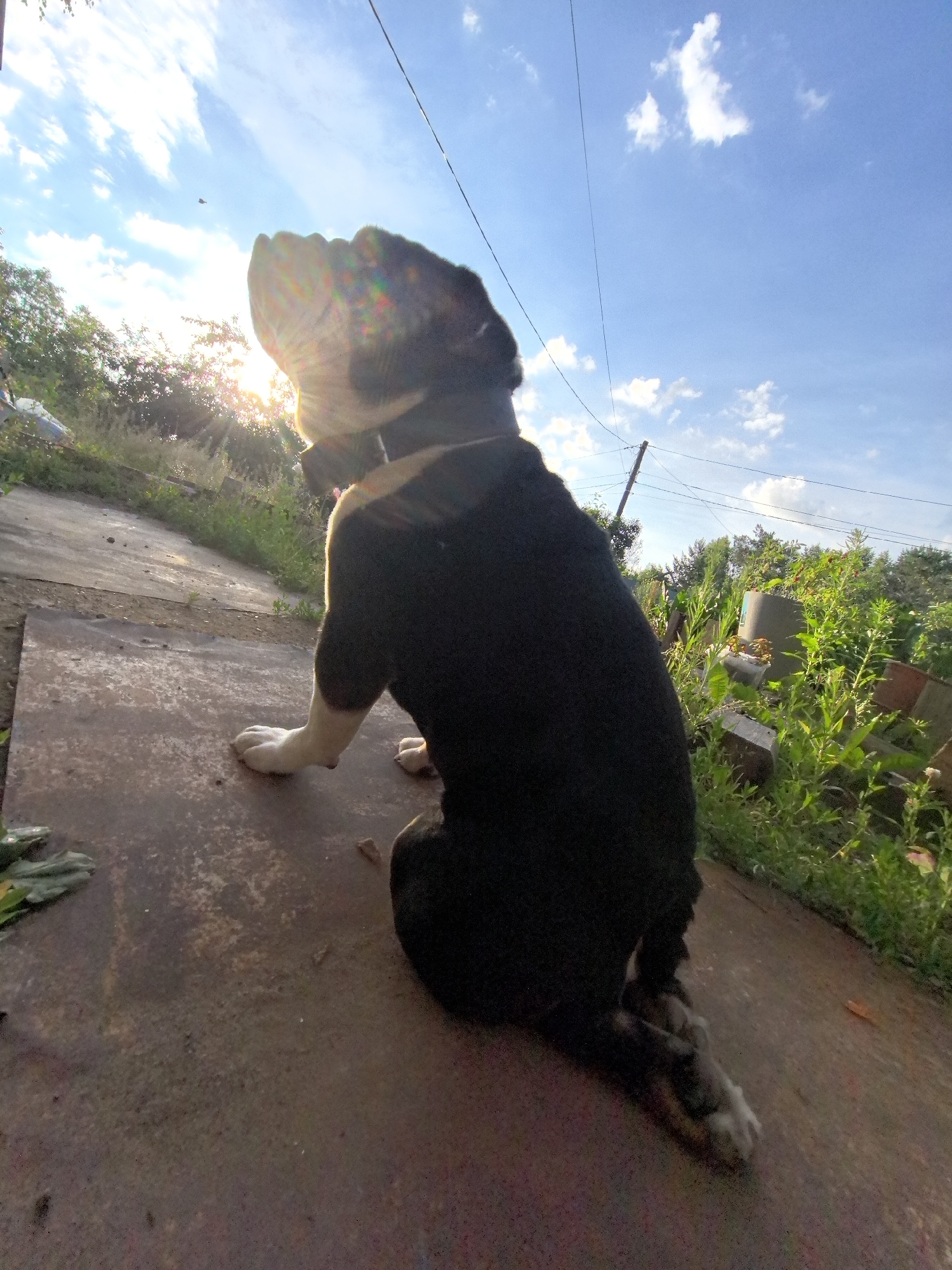 A black and white dog is sitting on a rusty metal surface, facing away from the camera. The dog is looking up at the sun, which is partially obscured by clouds and trees. The scene appears to be in a rural or suburban area, with overgrown vegetation and a wooden utility pole visible in the background. The sky is blue with scattered white clouds. The image was taken in Noviy, Russia.