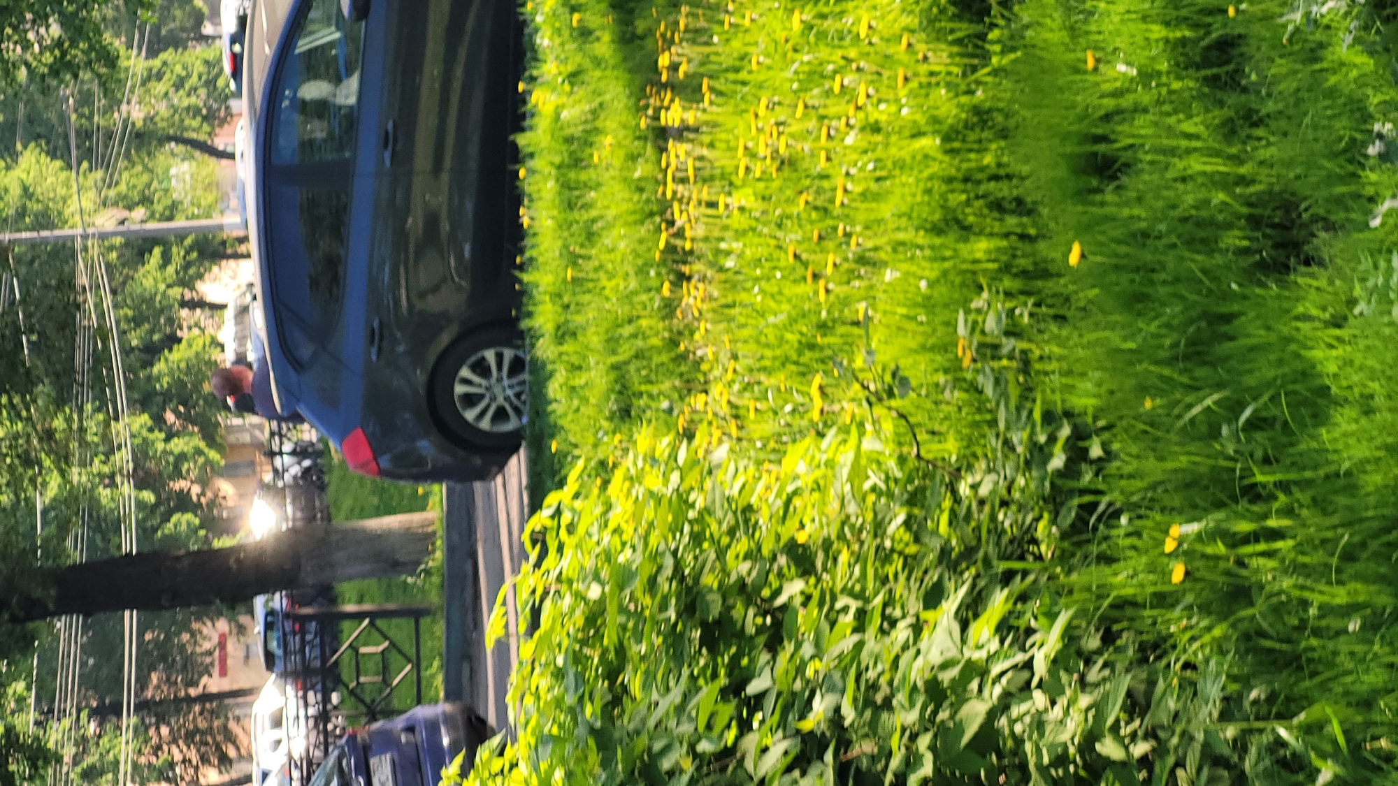 The image depicts an urban scene in Unknown, Unknown. A dark blue car is parked on the side of a street. A person with a bald head is standing next to the car. The area is overgrown with grass and dandelions. A tree is present to the left of the car, and other cars are parked further down the street. A black, metal gate is also visible.