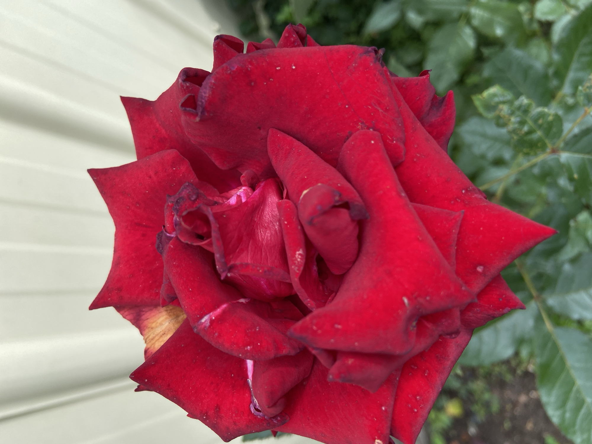 A close-up, high-angle shot features a vibrant red rose in full bloom. The rose is predominantly red, with some subtle hints of yellow and brown on the outer edges of a few petals, suggesting the flower is past its peak. The petals are layered and textured, with some appearing slightly wilted or dried at the edges, creating a soft, velvety appearance. Tiny water droplets or specks are visible on the surface of some petals. The background is softly blurred, showing a light-colored, corrugated surface, possibly a fence or wall, and out-of-focus green foliage and dark soil below, indicating an outdoor garden setting. The image captures a single, detailed specimen of a rose, likely in a garden within the city of ZIMORODOK DNP, Russia.