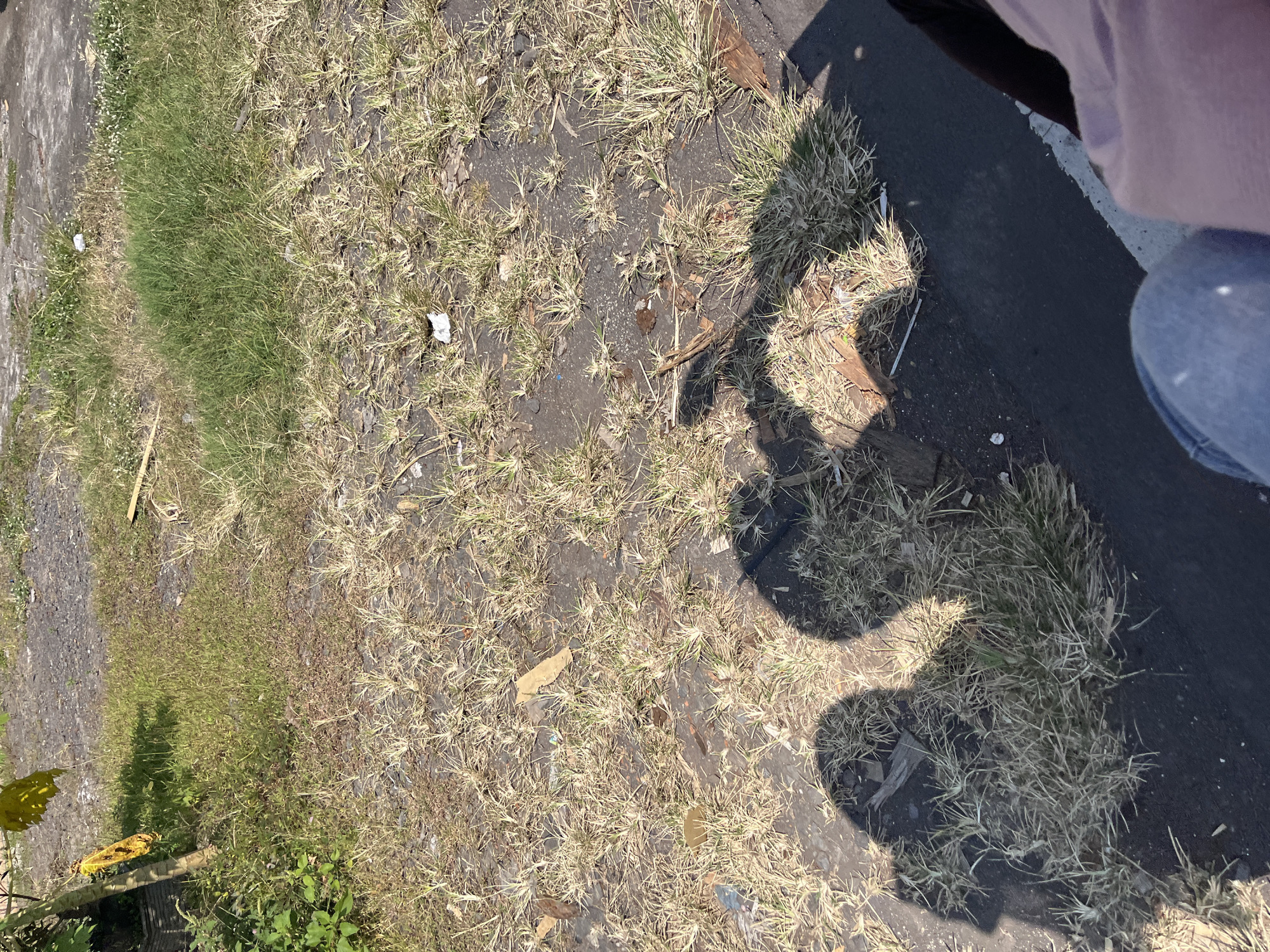 The image depicts a ground-level view of a dry, grassy area with patches of darker soil and some debris. Two distinct shadows of people are cast on the ground in the foreground, suggesting a sunny day. The shadows indicate the presence of at least two individuals, though their bodies are not directly visible in the frame. The vegetation appears mostly dry and sparse, with some areas of greener grass. The background shows more of the same terrain, with a hint of a paved surface and some scattered foliage. The overall impression is of an outdoor urban or semi-urban environment, possibly a park or an undeveloped lot. The crops confirm the presence of dry grass, soil, and shadows. There is no specific indication of Purworejo, Indonesia, within the image itself, as the scene is generic and lacks distinguishing landmarks or identifying text.