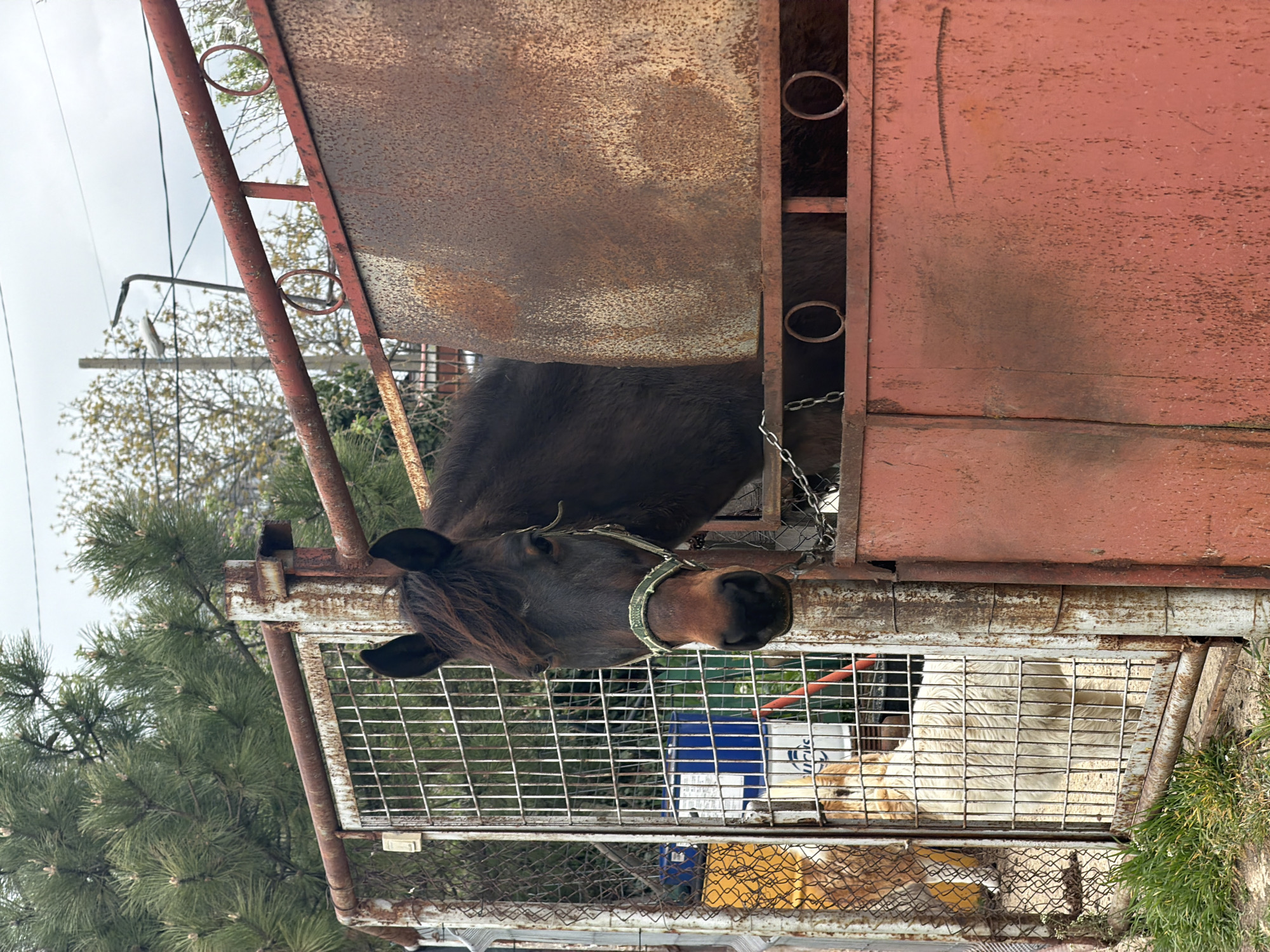 The image, oriented on its side, shows a dark brown horse with a shaggy mane and a light-colored bridle, looking directly at the viewer from within a rustic enclosure. The horse's head and neck are prominent, positioned behind a section of a rusty metal grate. Its bridle, possibly green or beige, is attached to a chain connected to the enclosure's weathered, reddish-brown painted frame.
Below the horse and behind another section of the metal grate, a light-colored dog, possibly a golden retriever, is partially visible, mostly obscured by the grate. Further down, a smaller, light-brown animal is also partly seen within the enclosure. A blue and white bucket or container, with the partially visible text "YURTIK", rests behind the dog.
The background reveals an overcast sky, alongside green pine trees and deciduous trees, indicating an outdoor, natural setting. Electrical wires and a utility pole are visible in the upper background. Patches of green grass are visible outside the enclosure. The rusty condition of the metal structures suggests an aged or utilitarian environment. The scene depicts a calm, static moment involving animals in their housing, under overcast daylight conditions. This setting is located in Varna, Bulgaria.