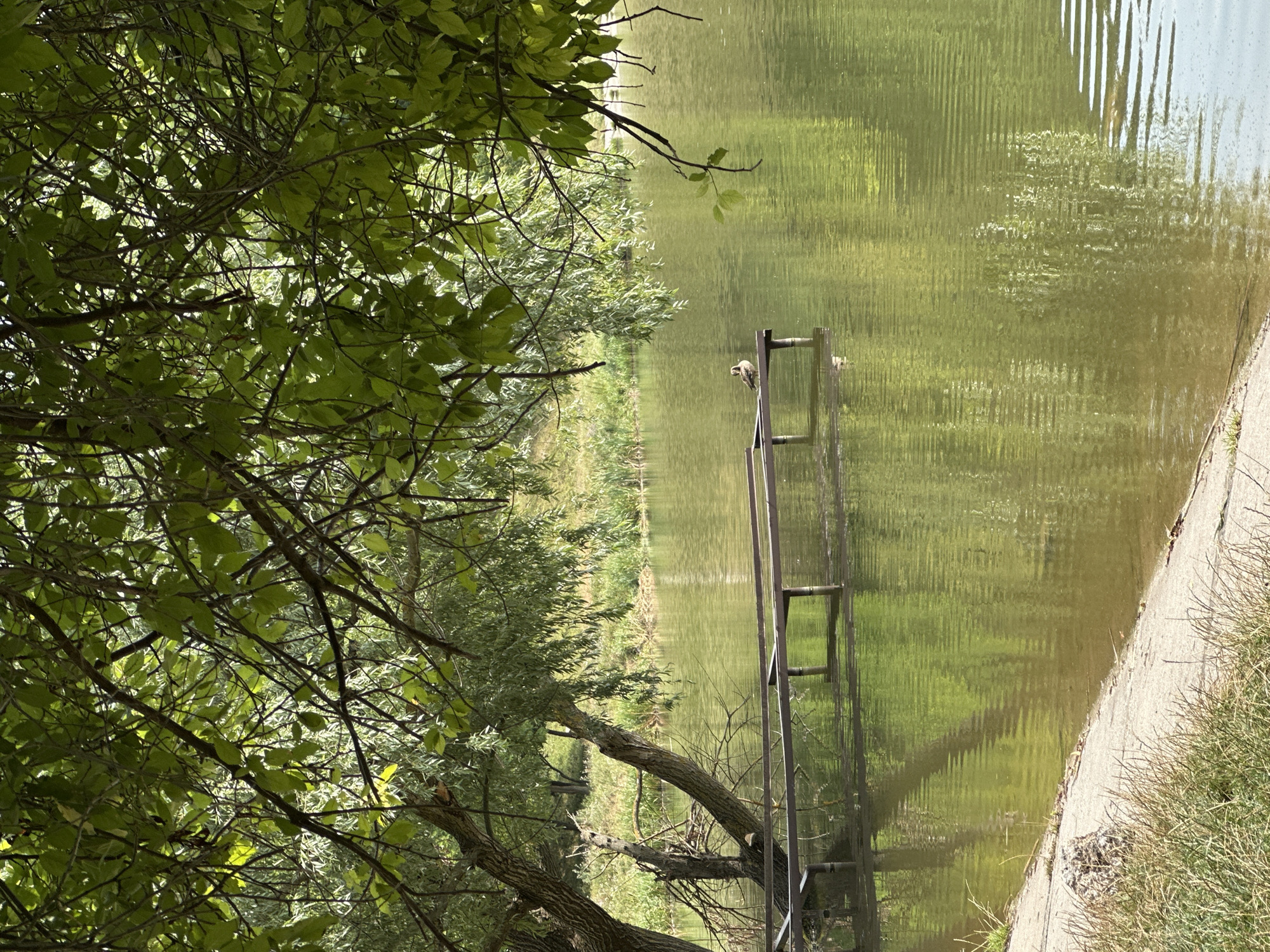 The image shows a peaceful waterside scene under a canopy of green leaves. A wooden pier extends into the greenish-brown water, and a single duck is perched on its surface. The far bank of the water is lined with reeds and lush vegetation, suggesting a natural environment. The foreground features a concrete embankment with dry grass, indicating a well-maintained area by the water. The overall impression is one of tranquility and natural beauty, likely located in a park or recreational area.