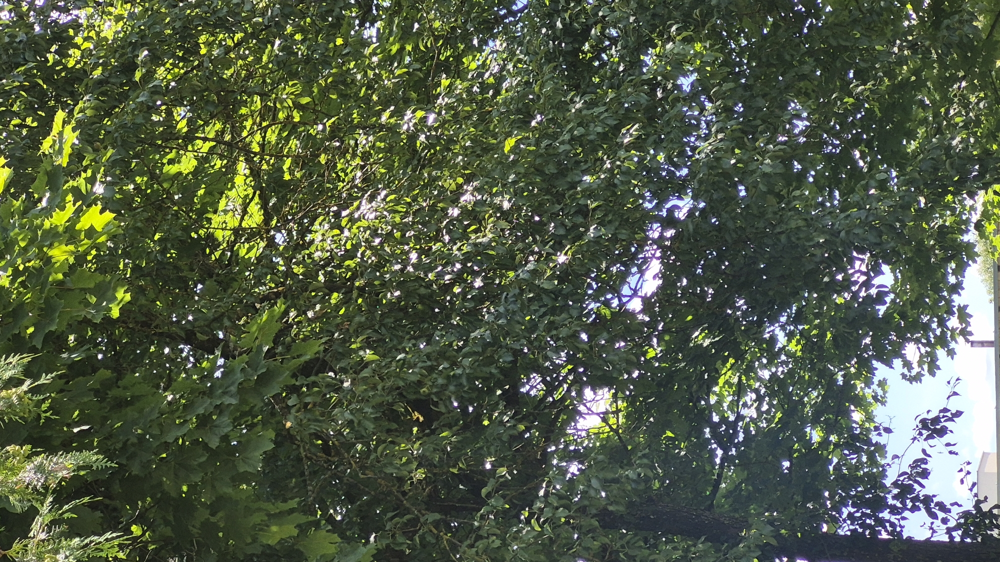 A close-up, low-angle shot captures a dense canopy of green leaves from a tree, dappled with sunlight. The leaves vary in shape and size, with some appearing broader and lobed, while others are more elongated. Sunlight filters through the foliage, creating bright highlights and casting shadows. In the lower part of the image, glimpses of a blue sky are visible, with the tops of buildings and a chimney suggesting an urban or suburban setting. This scene is located in Švenčionys, Lithuania.