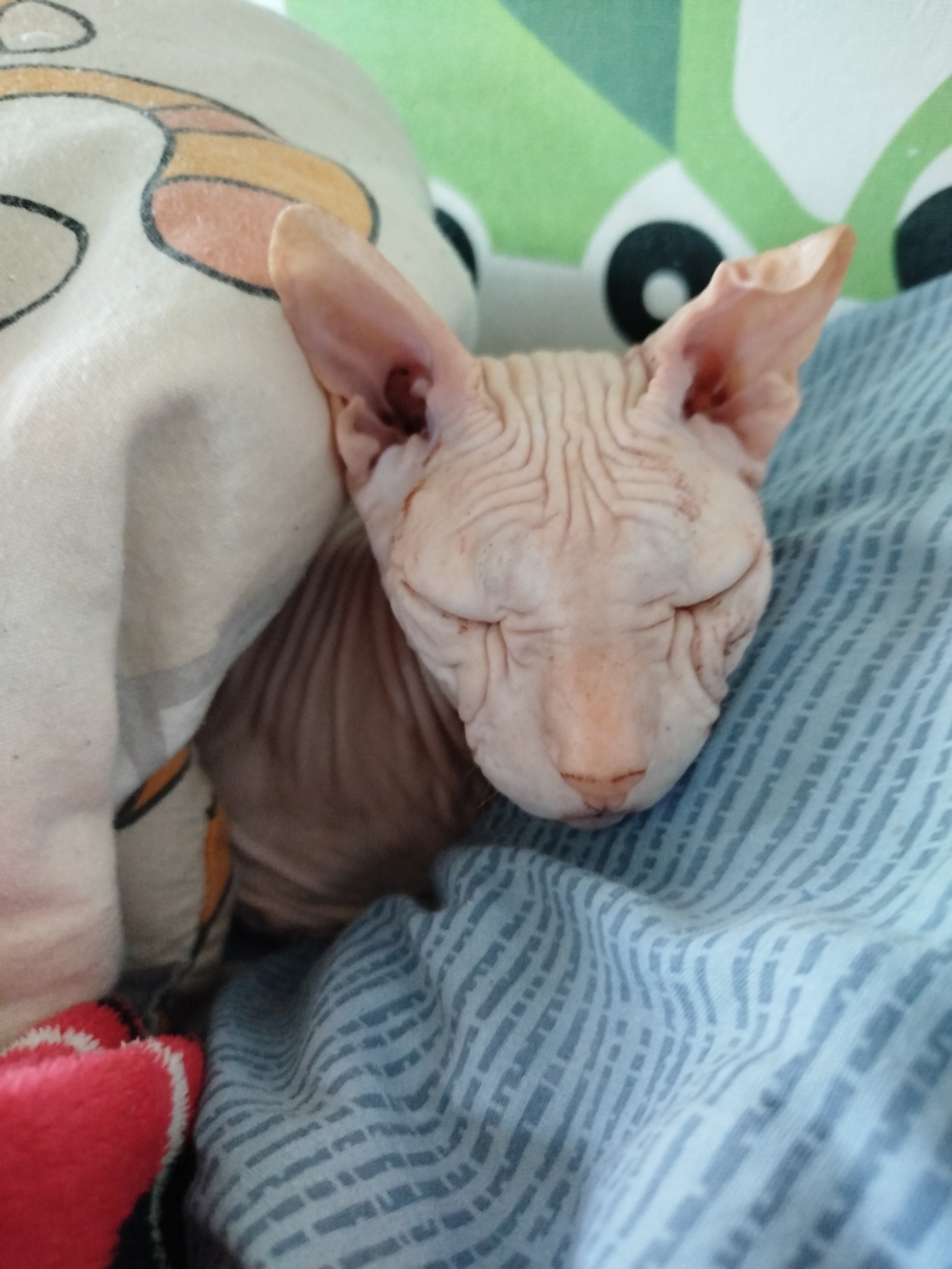 The image shows a close-up view of a hairless cat, possibly a Sphynx breed, sleeping comfortably. The cat's skin is pink and wrinkled, and its eyes are closed. It is nestled between a cream-colored object with a cartoonish design and a blue striped fabric. The background features a green surface with what appear to be large cartoon eyes. There is no information or visual evidence in the image to indicate its location in the city of Zavodoukovsk, Russia. The scene appears to be indoors, likely in a domestic setting.