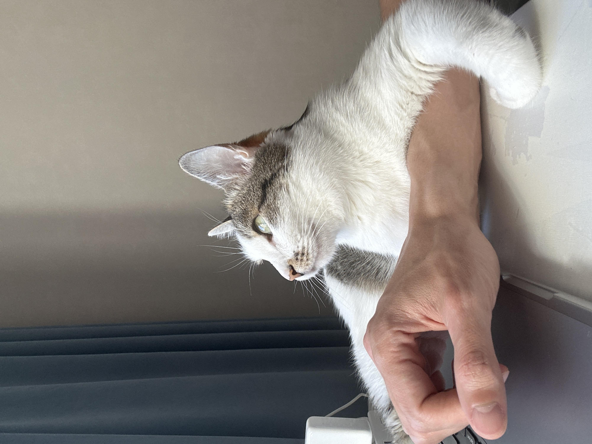 A white and gray cat is being held with one arm against a light-colored surface, possibly a desk or counter. A person's hand and forearm are visible, holding the cat. A laptop is partially visible in the lower right corner. A gray curtain can be seen in the background. No information suggests the location of Krasnoyarsk, Russia.