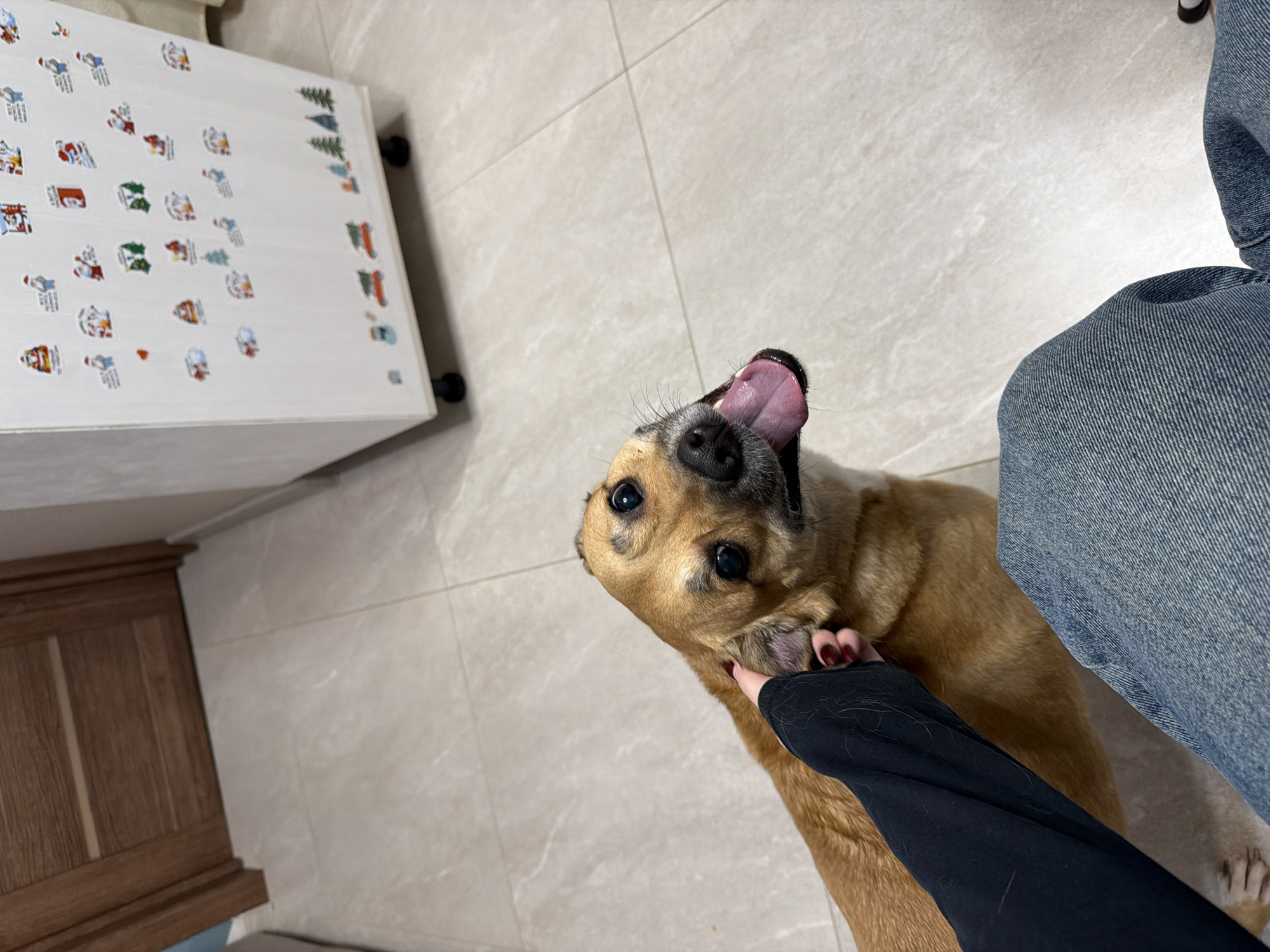 The image shows a dog, likely a mixed breed, with tan and white fur, looking up with its tongue out. A person wearing blue jeans and a black long-sleeved shirt is petting the dog's neck. The scene is indoors with light beige tile flooring. In the background, there is a white cabinet decorated with Christmas-themed stickers. A portion of a wooden dresser is visible in the lower left corner. The location is indicated as Засечное, Russia.
