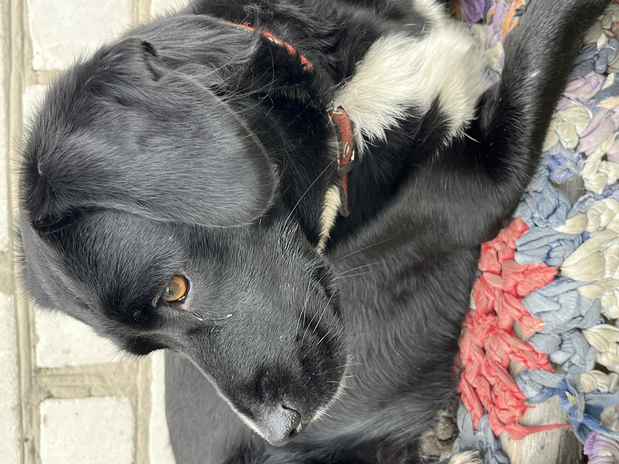 A medium shot shows a black dog with amber eyes, lying down on a colorful woven mat. The dog is facing left, with its head turned slightly towards the camera. Its fur is mostly black, with a patch of white on its chest. A red collar is visible around its neck. The background consists of a light-colored brick wall. The overall lighting is natural and appears to be daylight.