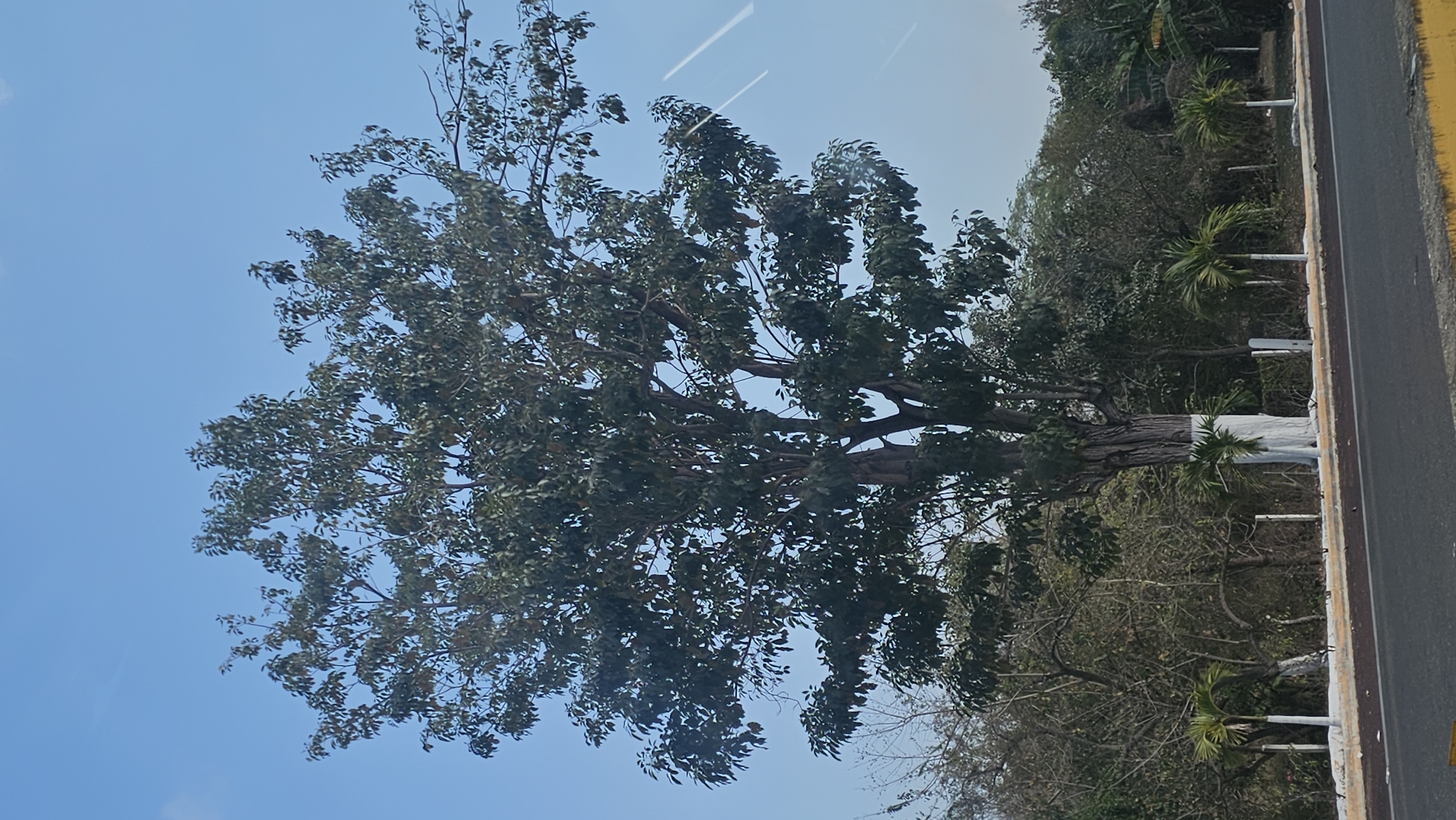 The image depicts a large tree with dense foliage, positioned to the left of a roadway. The sky is visible through the tree's branches. The road appears to be bordered by a small roadside barrier and a strip of vegetation. The tree’s trunk is partially painted white. Other trees and foliage are present in the background. The location is El Salto, Mexico.