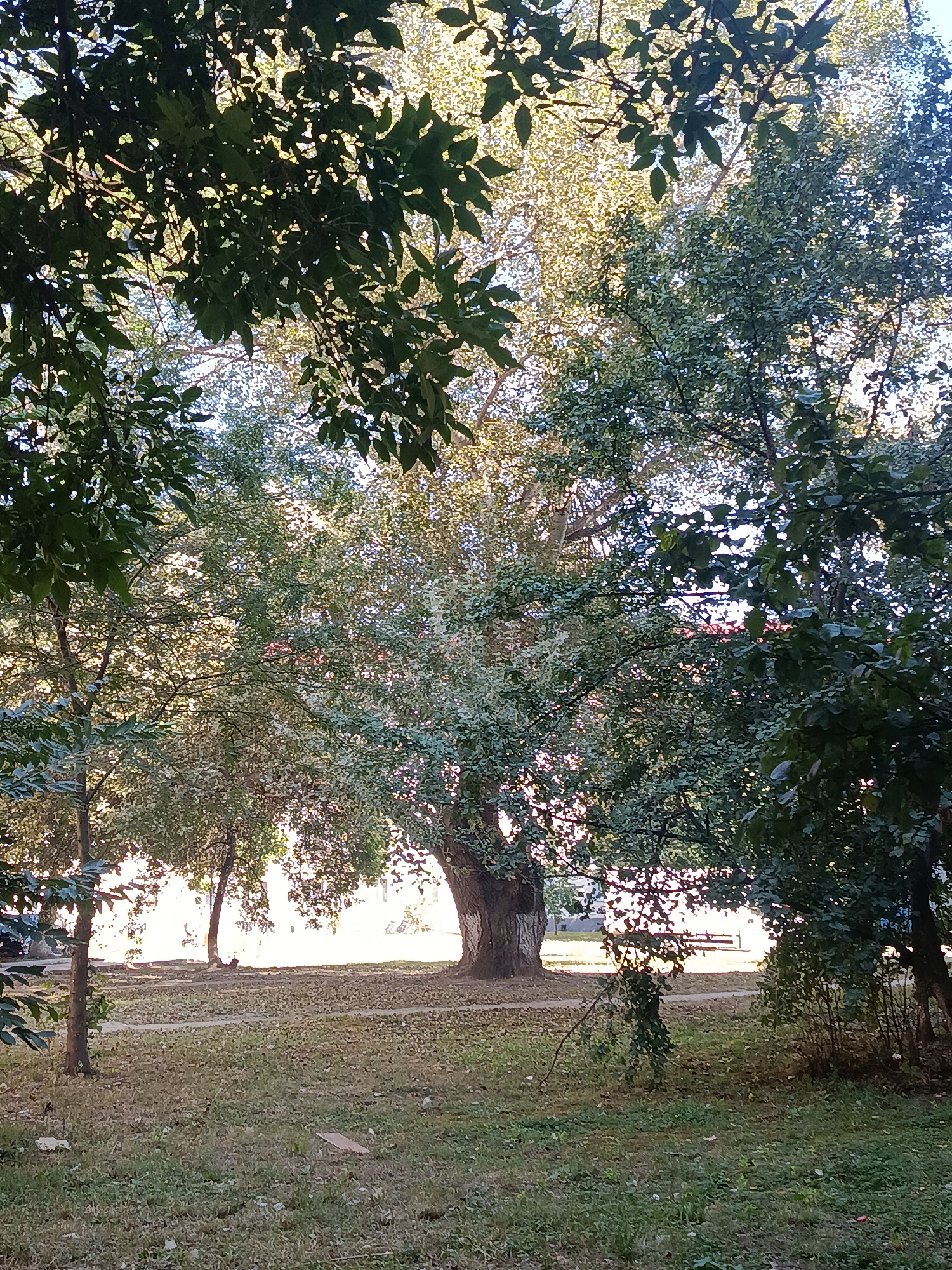 The image depicts a park-like setting in an outdoor urban environment. In the foreground, a patchy lawn with dry grass and some scattered debris is visible. Several trees with full foliage dominate the scene, their branches and leaves creating a dappled light effect as sunlight filters through. The trees vary in size and maturity, with one large, mature tree prominently featured in the mid-ground. In the background, a bright, sunlit area suggests an open space or clearing, with a hint of a building or structure visible through the trees. A park bench and a person are faintly discernible in the distance, suggesting recreational use of the area. The overall impression is one of a peaceful, sun-drenched afternoon in a green space within a city.