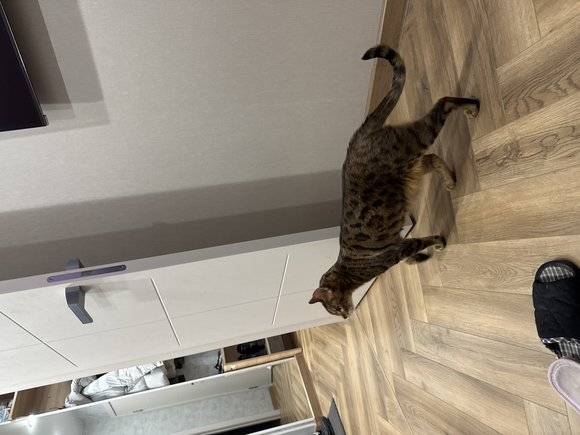 A tabby cat stretches out on a wood-patterned floor. The cat's body is mostly brown with darker stripes, and its tail curls upward. To the left of the cat is a white cabinet with a handle. Beneath the cabinet, inside an open shelf, are various objects. To the right of the cat, on the floor, is a black and white slipper. The scene appears to be indoors, with a ceiling and partial view of a television visible in the upper left corner.