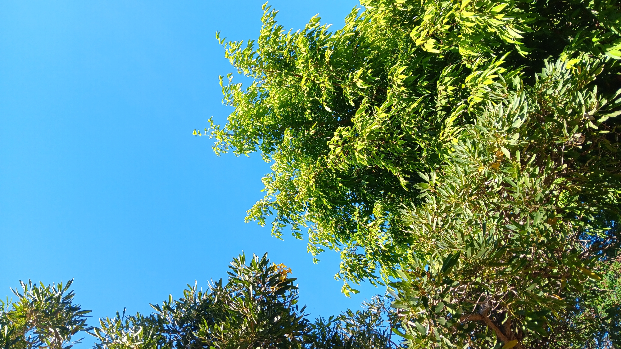 A low-angle shot captures a vibrant blue sky serving as the backdrop for lush green trees. The foliage is dense and varied, with leaves ranging from a deep emerald to a bright, almost yellow-green, suggesting a healthy, sun-drenched environment. Two distinct trees are visible: one on the left with darker, more elongated leaves, and a larger, fuller tree dominating the right side of the frame with a canopy of lighter, more abundant leaves. The leaves on the right appear to be catching the sunlight, creating a luminous effect. Hints of branches and smaller twigs are visible beneath the dense canopy. The overall impression is one of a bright, clear day in a natural setting, likely an outdoor area such as a park or garden in Nganjuk, Indonesia. There are no people or animals present in the frame.