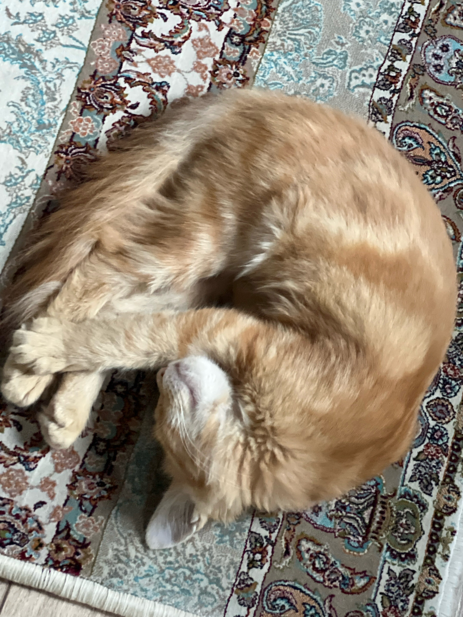 An orange cat is curled up and sleeping on a rug. The cat's fur is a mix of light and dark orange, and its eyes are closed. The rug has a traditional paisley pattern with a border of tassels. The scene is lit by natural light coming from the side.