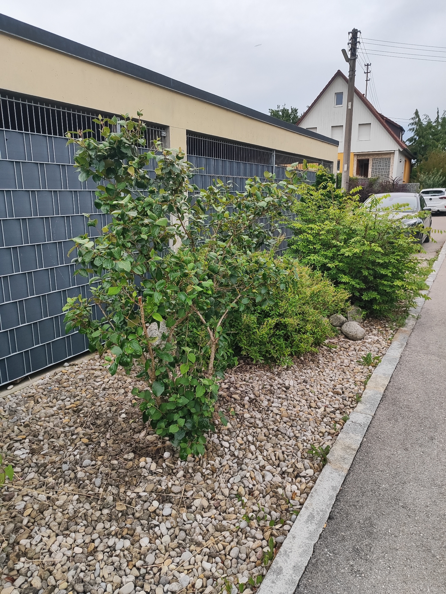 This image depicts an outdoor scene in Diedorf, Germany, featuring a gravel bed with several bushes and small trees. In the background, a light yellow building with a dark grey fence is visible, followed by a white house with a red roof and a utility pole with electrical wires. A dark gray car and a white car are parked to the right of the house. The foreground shows a paved path bordering the gravel bed. The sky is overcast.
