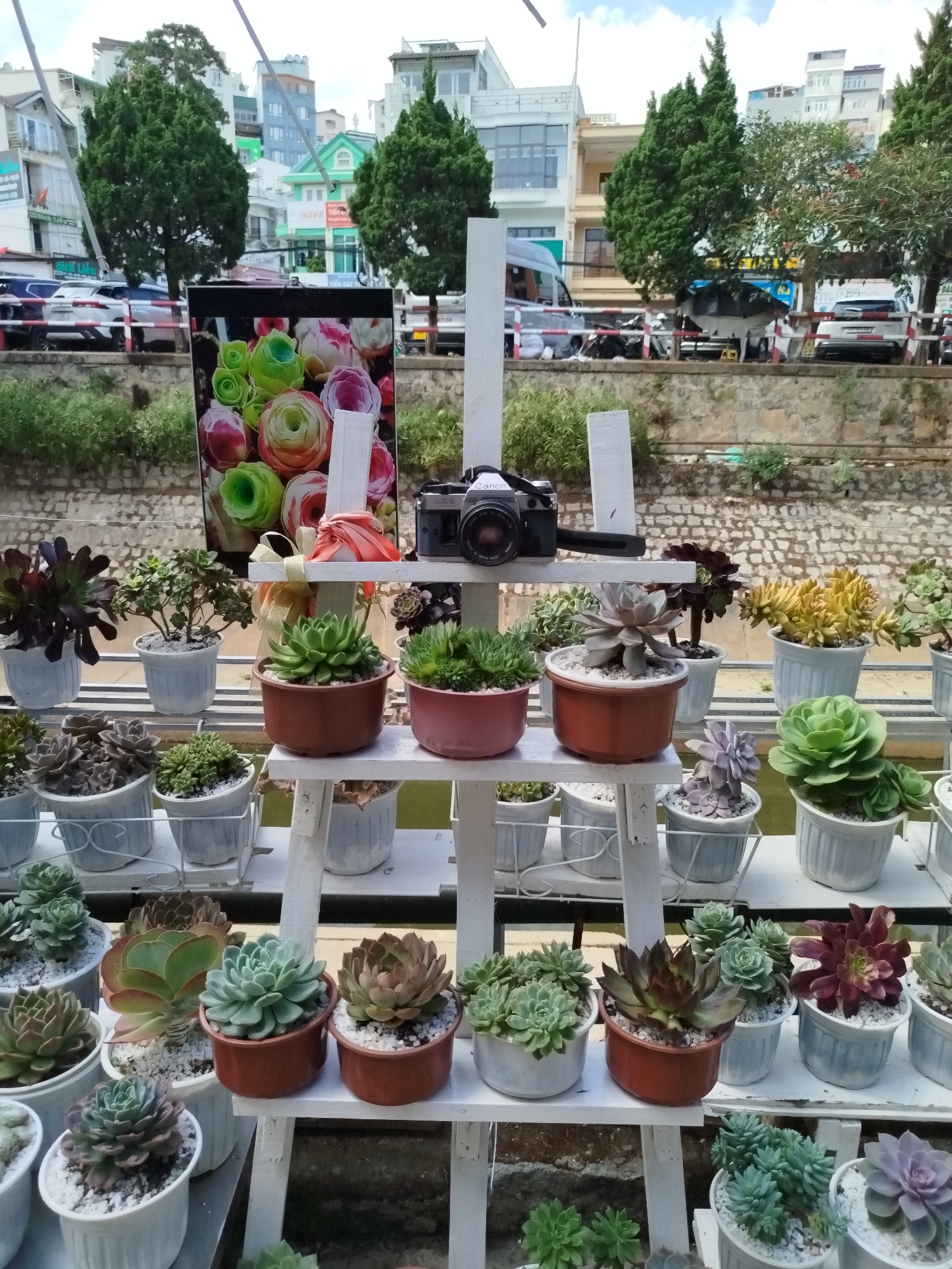 A detailed outdoor shot captures a three-tiered white wooden plant stand brimming with various succulents in pots, situated in Da Lat, Vietnam. The succulents, a mix of green, red, and brown shades, are arranged in white and brown pots of varying sizes, filled with white gravel.
On the top tier, a vintage Canon AE-1 camera is placed, flanked by a photograph of colorful, swirling floral arrangements and an orange ribbon tied in a bow. The plant stand sits in front of a low stone wall with green vegetation growing along it.
In the background, a row of cars is parked along a street, with buildings and trees visible behind them, characteristic of the urban landscape in Da Lat. The sky is overcast, providing soft, diffused light.